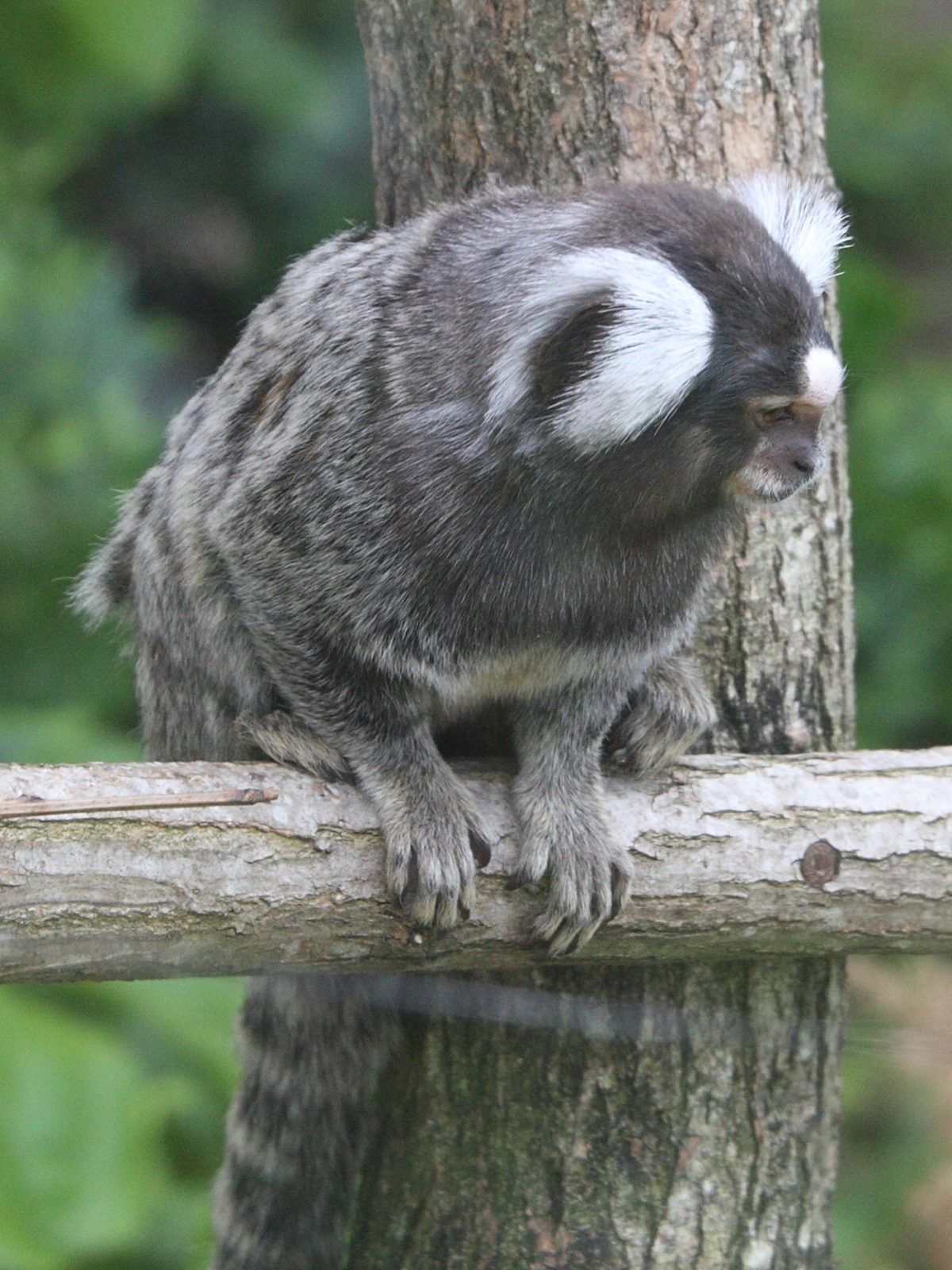 callithrix_jacchus2md