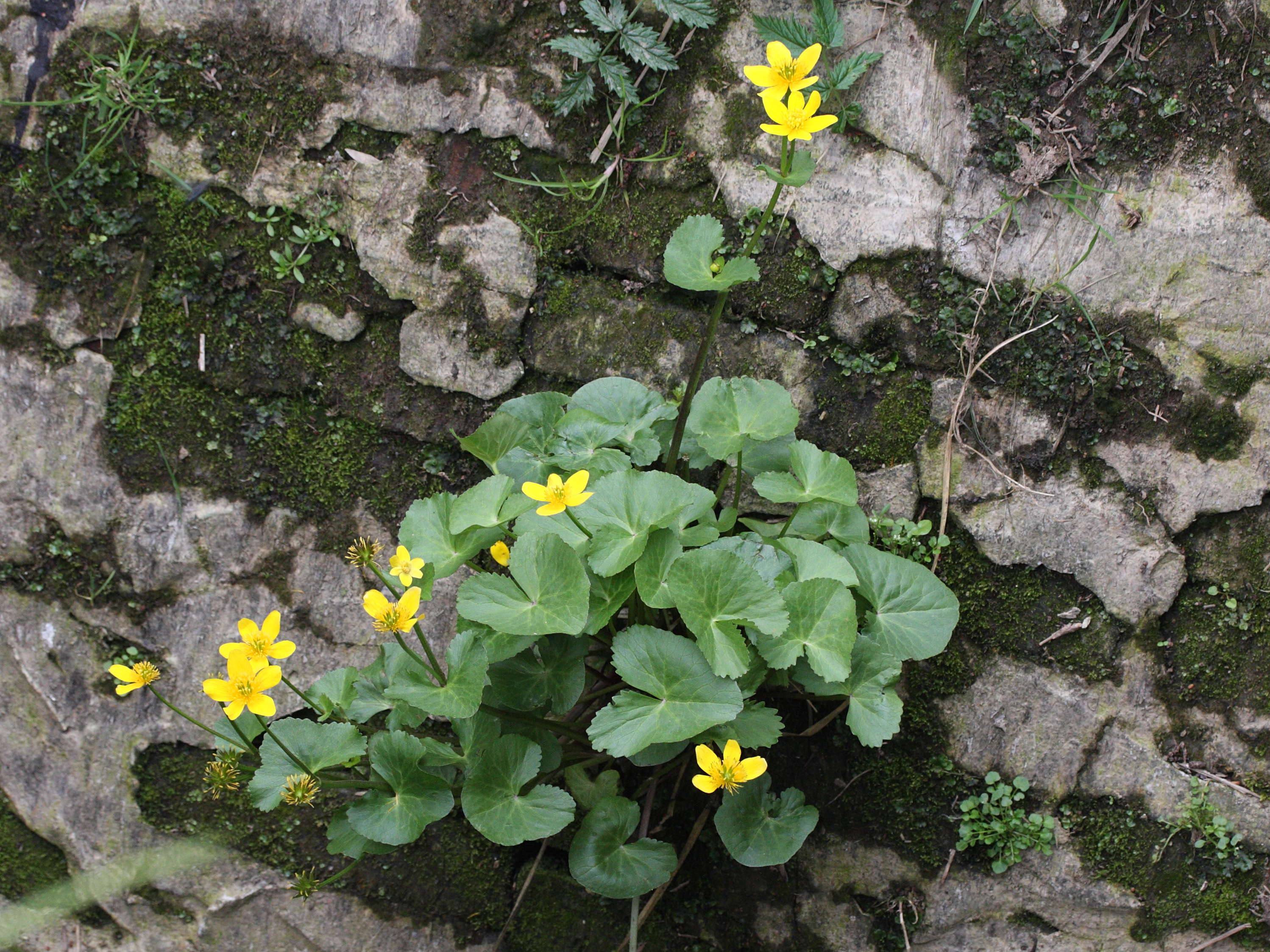 Afficher le média caltha_palustris1bmd caltha_palustris1bmd