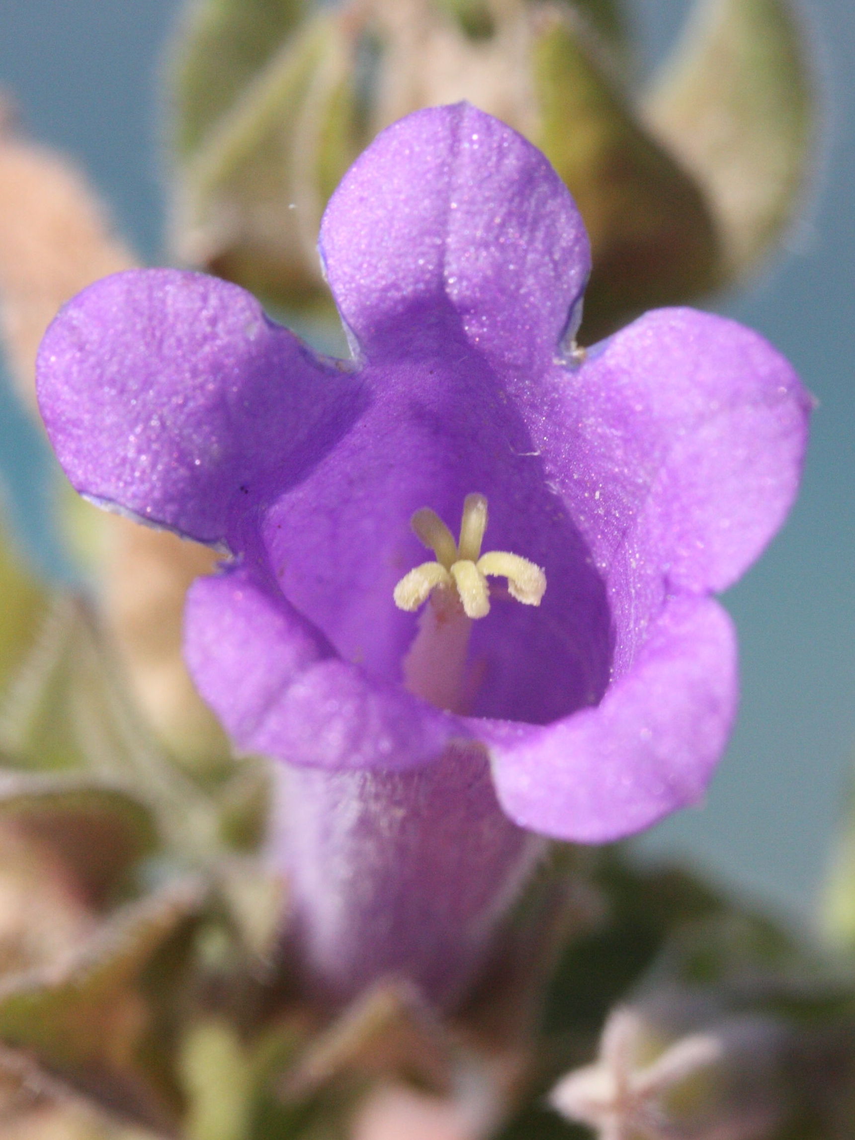 Afficher le média campanula_hagielia3md campanula_hagielia3md
