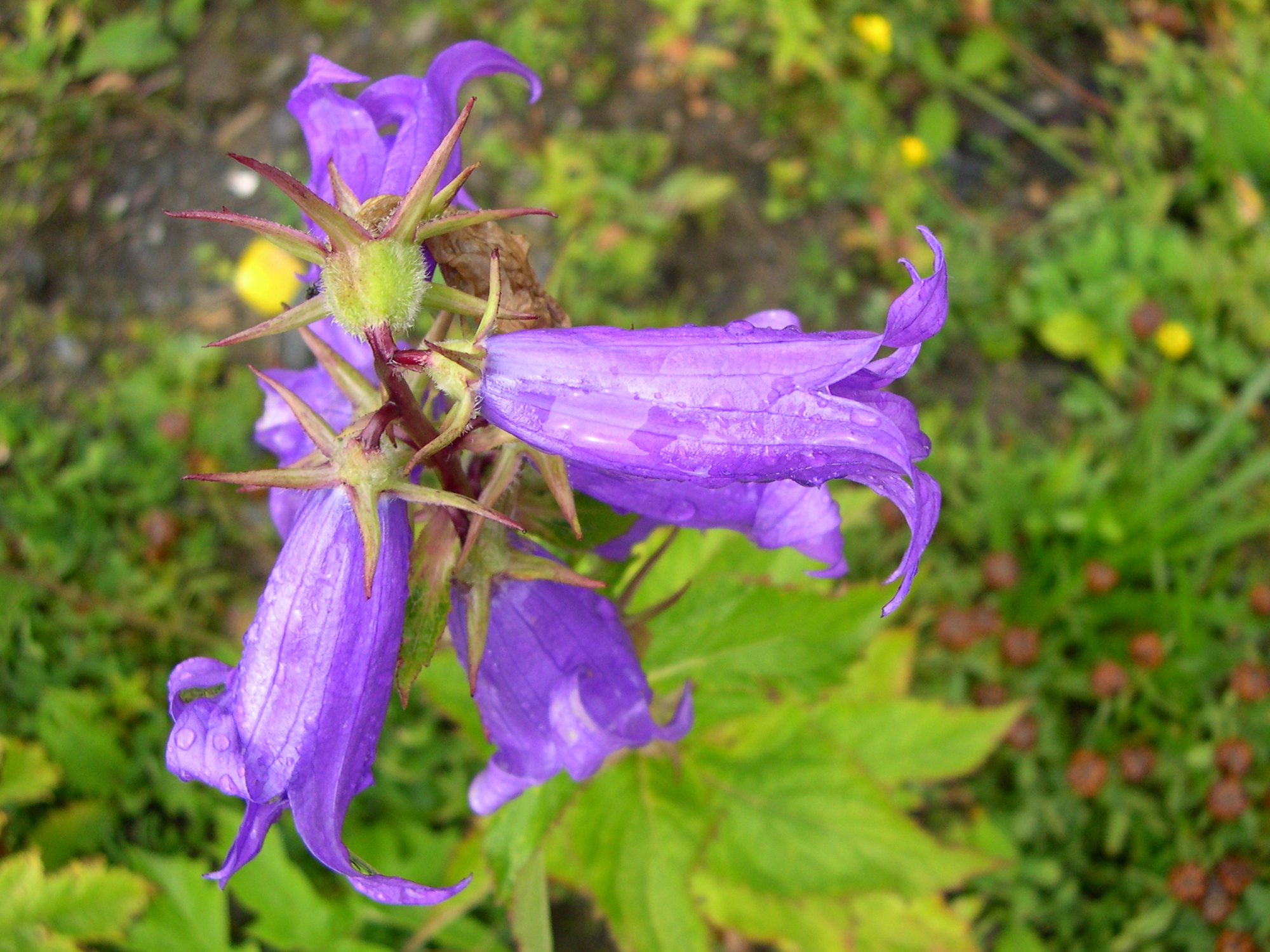 campanula_latifolia4md