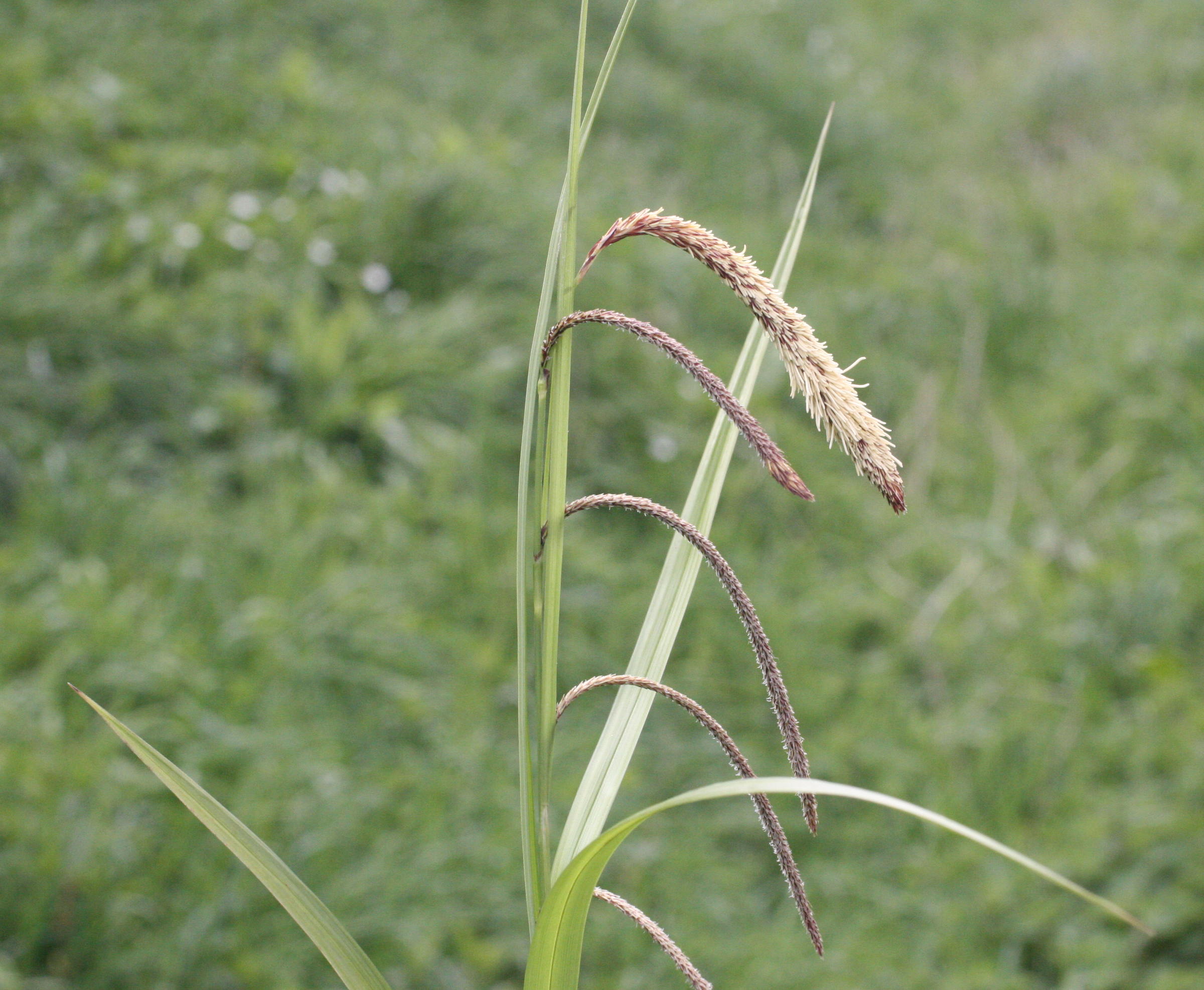 carex_pendula4md