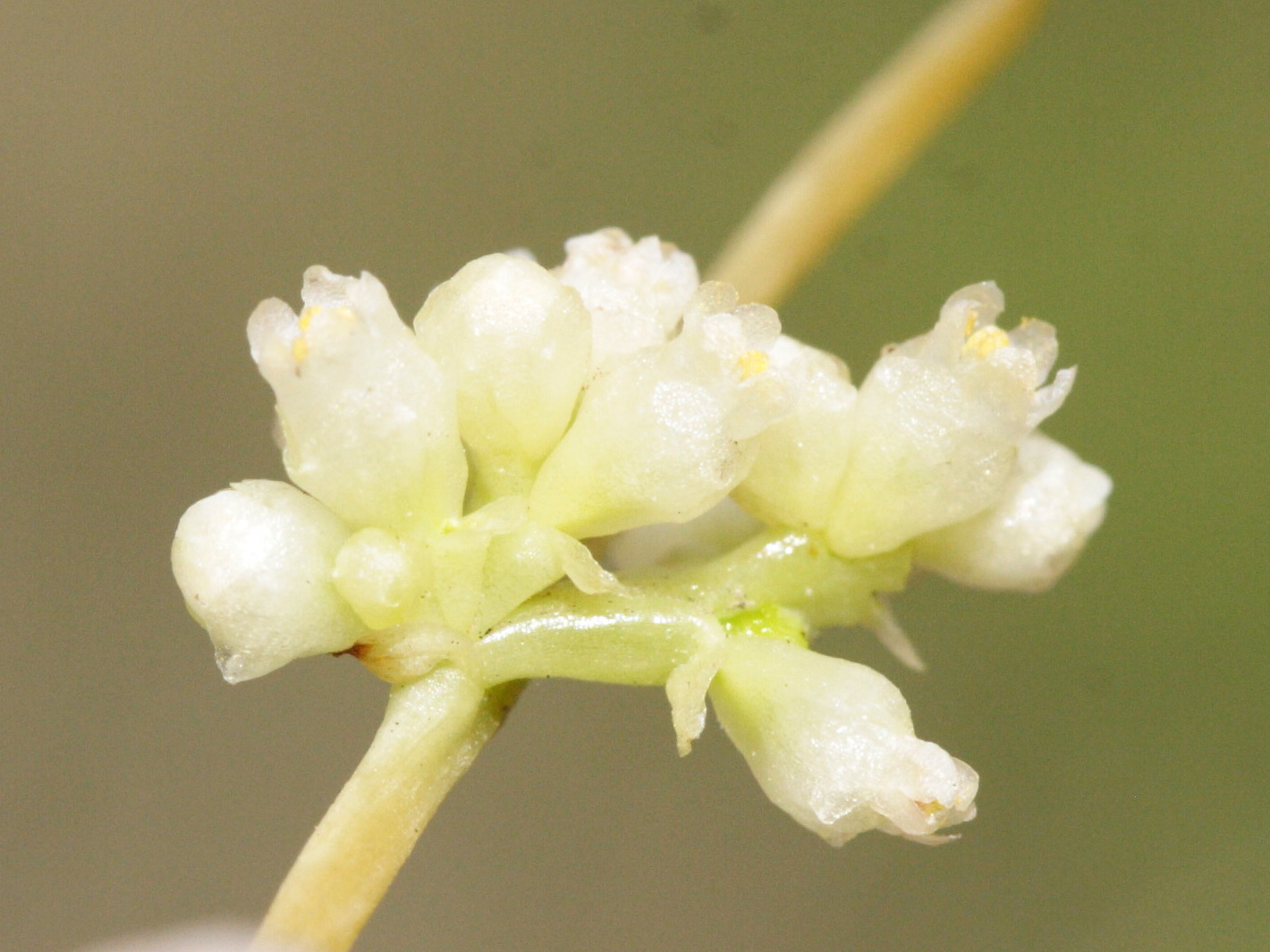 cassytha_filiformis5md