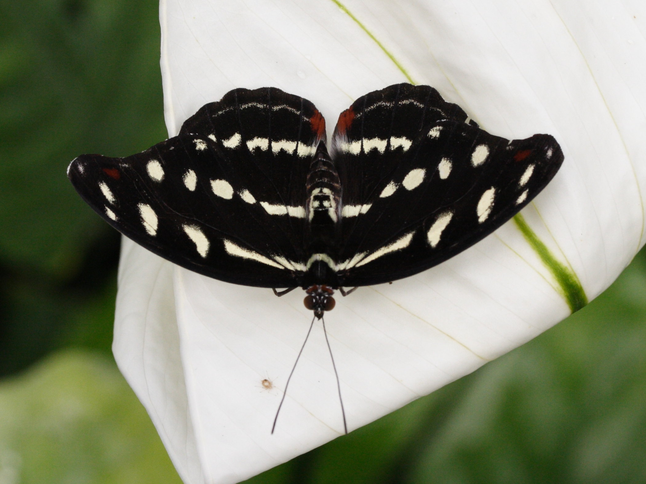 catonephele_orites2md