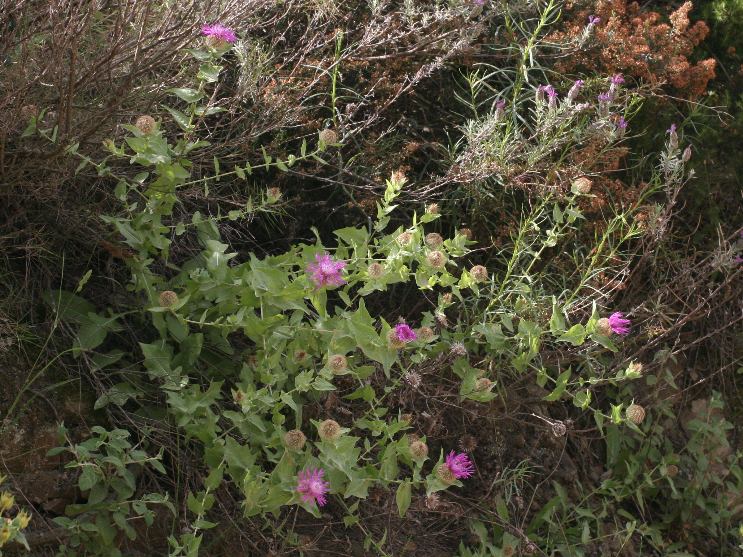 centaurea_pectinata1md