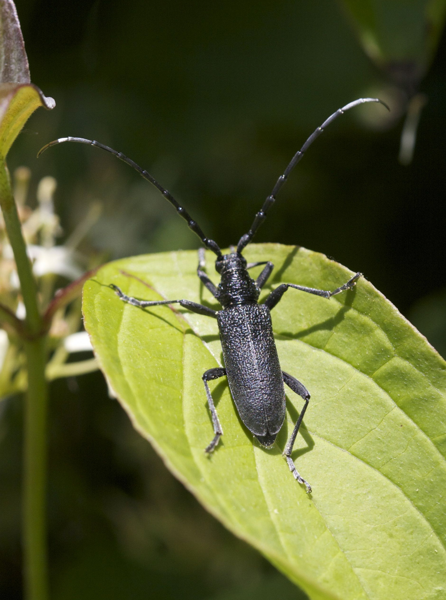 cerambyx_scopolii1bd