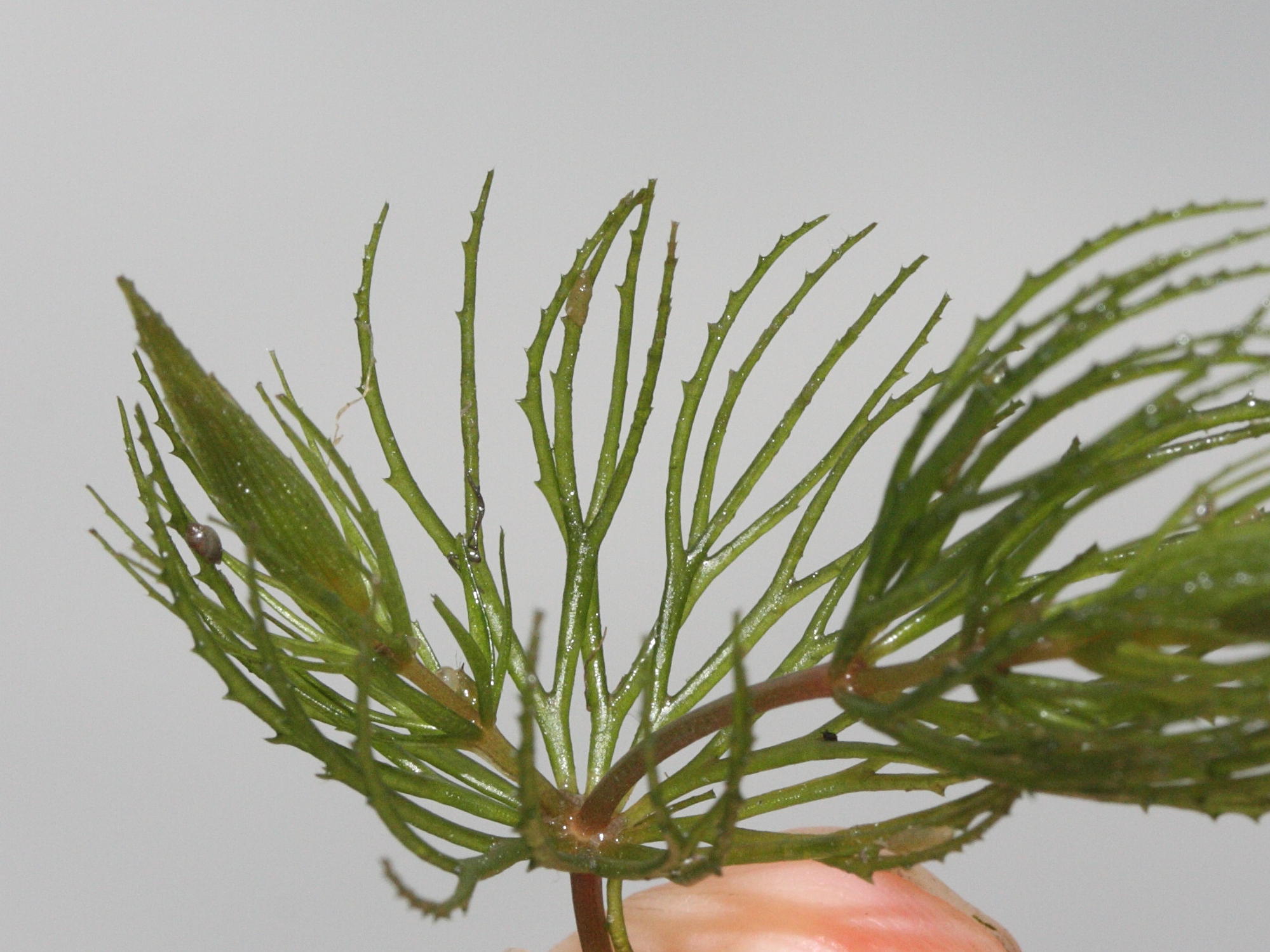 ceratophyllum_demersum3md