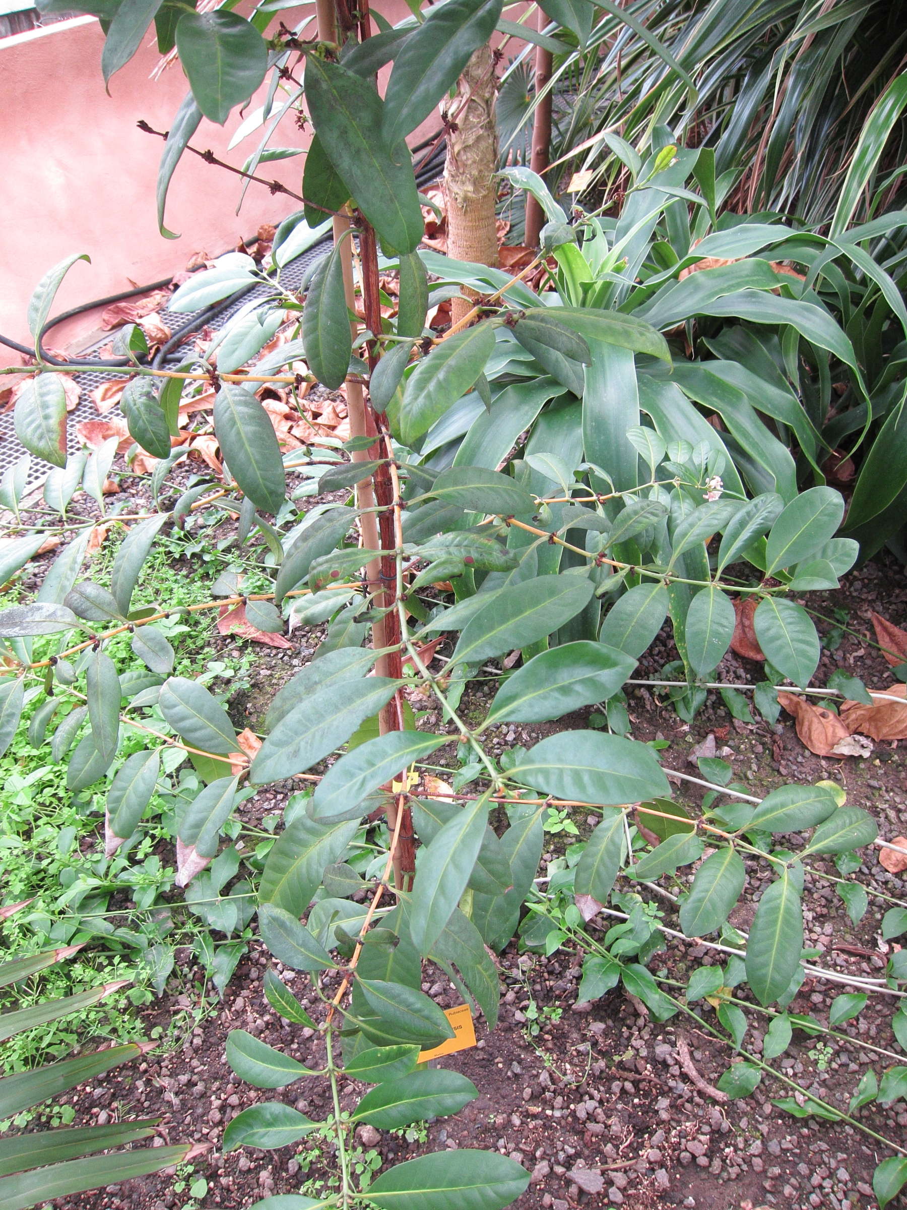 Afficher le média chapelieria_madagascariensis1bd chapelieria_madagascariensis1bd