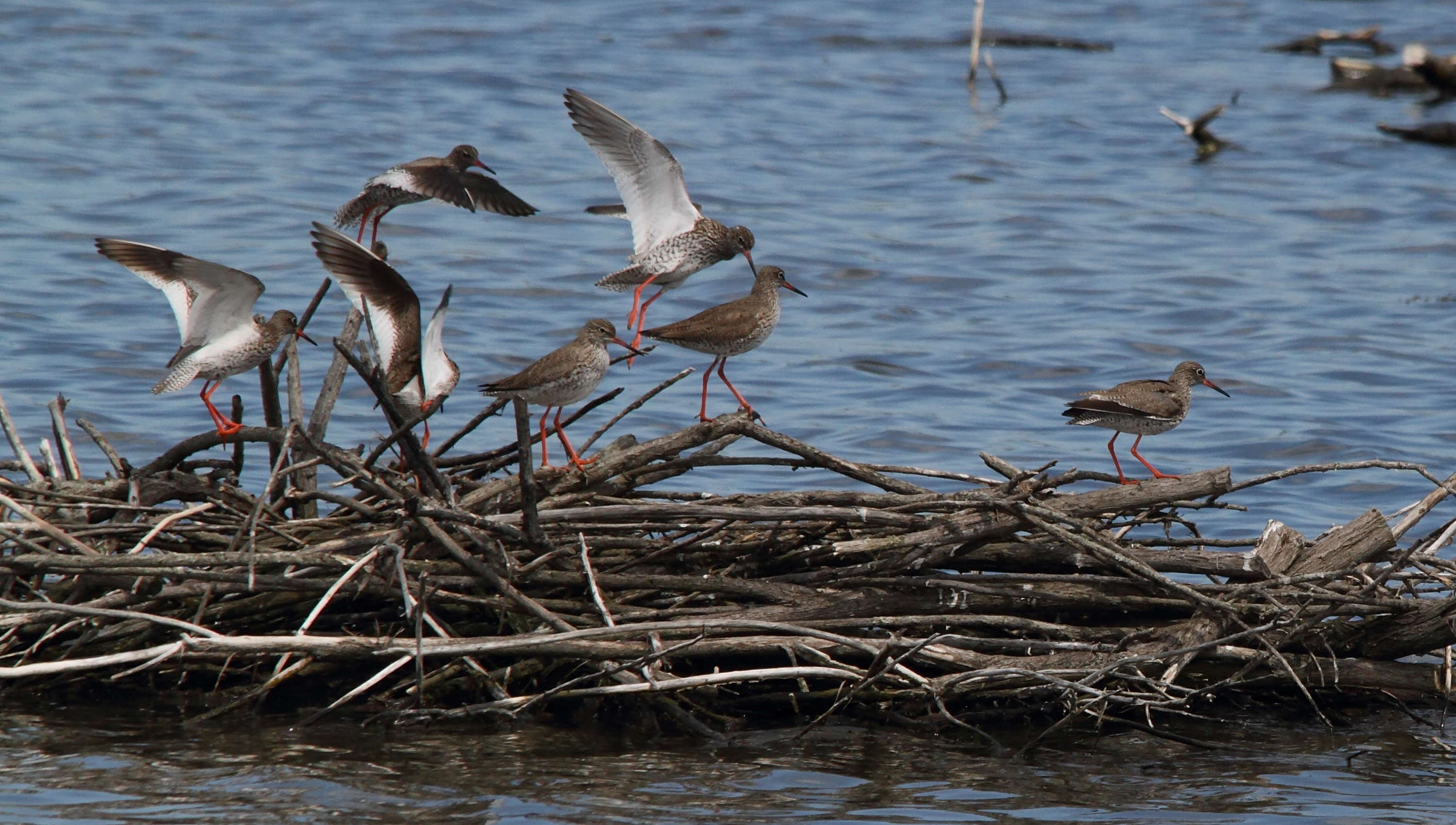 chevalier_gambette_-_tringa_totanus2bd