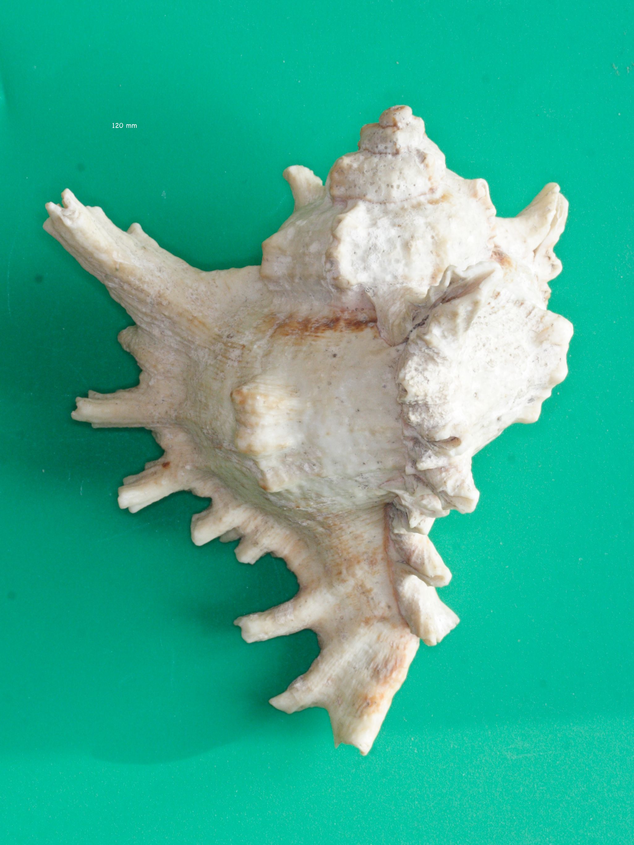 chicoreus_ramosus1md