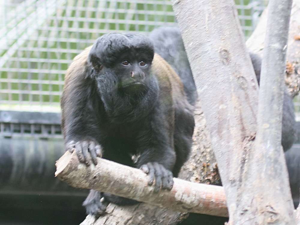 chiropotes_chiropotes1bd