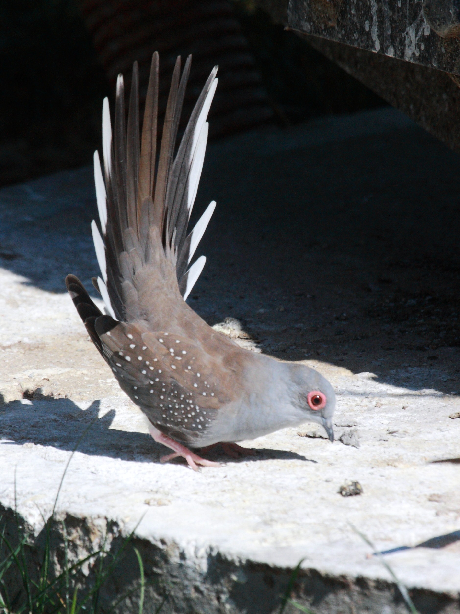 colombe_diamant_-_geopelia_cuneata4bd