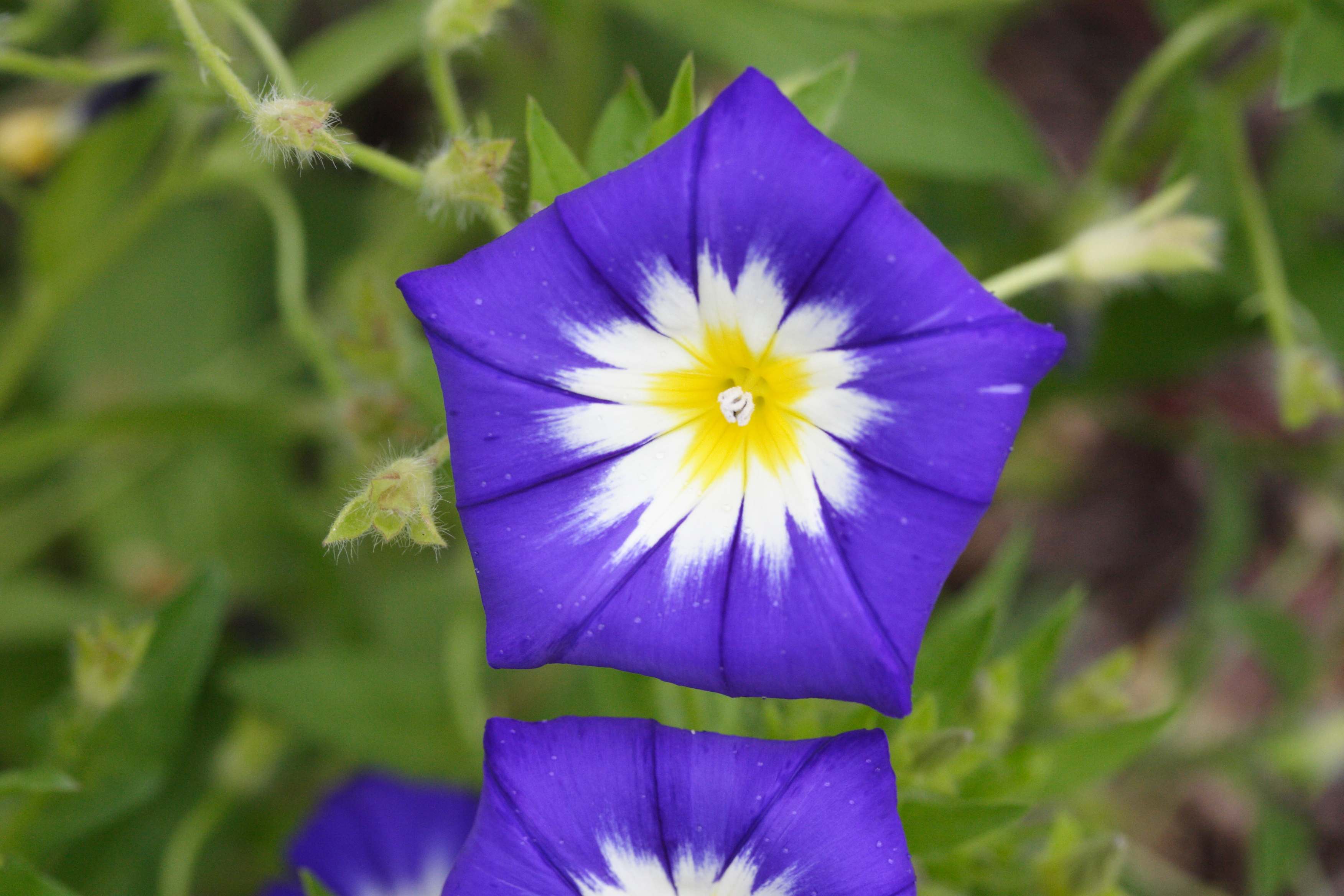 convolvulus_tricolor2md