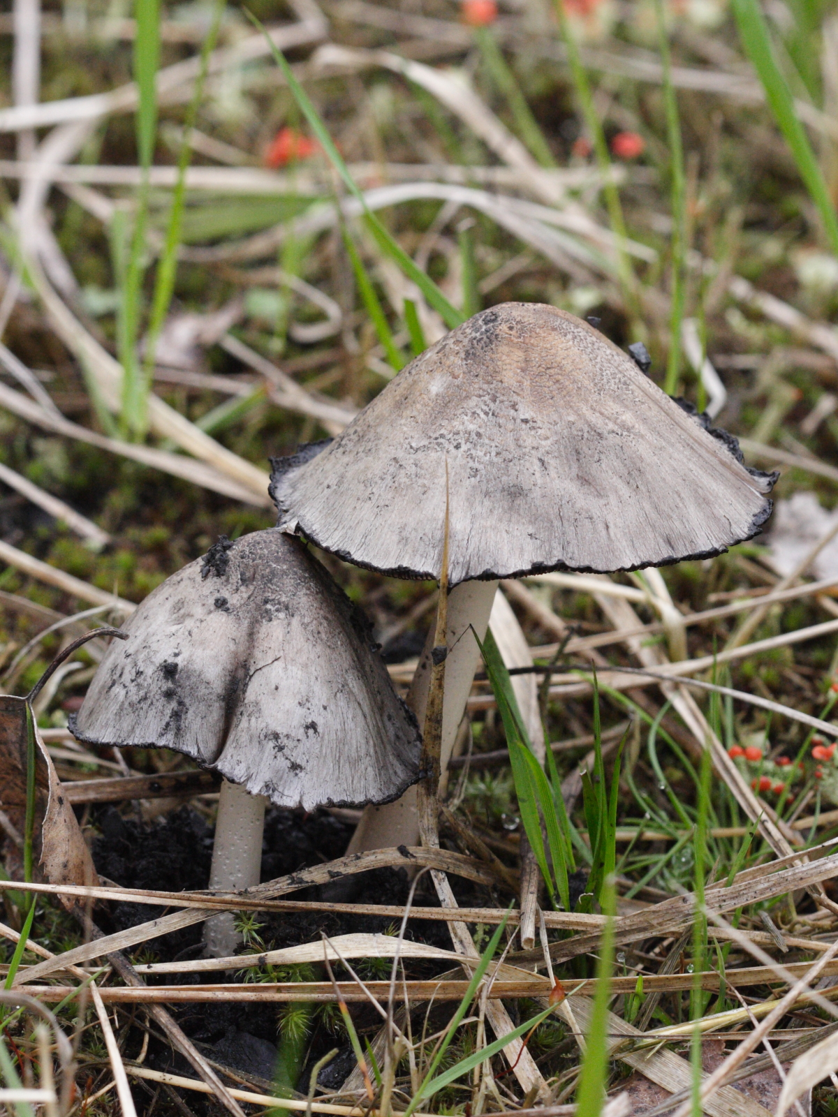 Coprinopsis_atramentarius