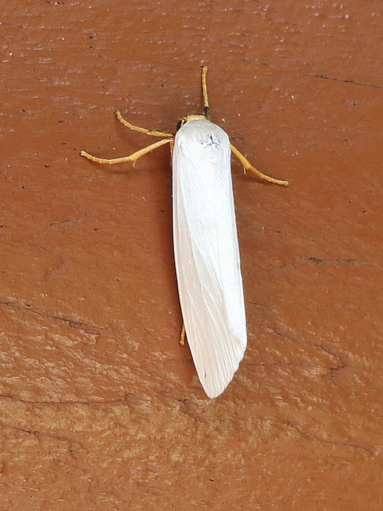 Afficher le média crambidia_cephalica2md crambidia_cephalica2md