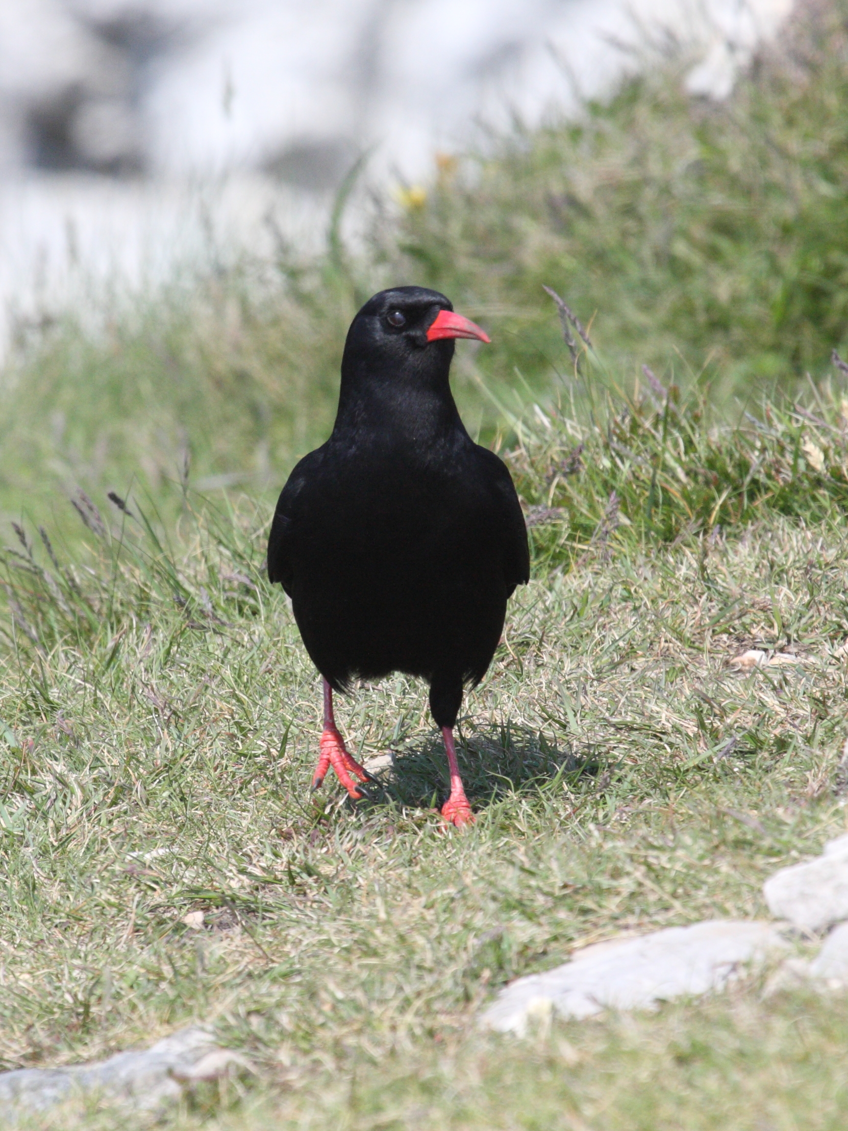 crave_a_bec_rouge_-_pyrrhocorax_pyrrhocorax3bd