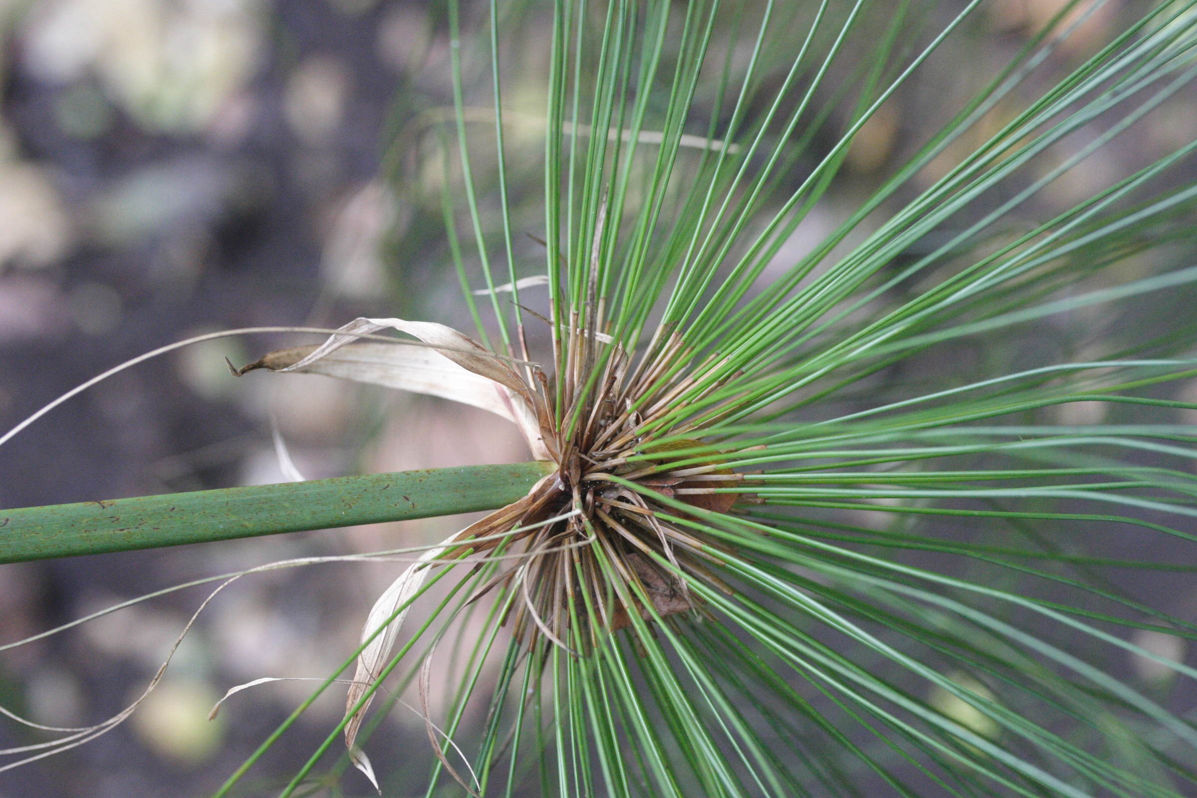 Afficher le média cyperus_papyrus3md cyperus_papyrus3md