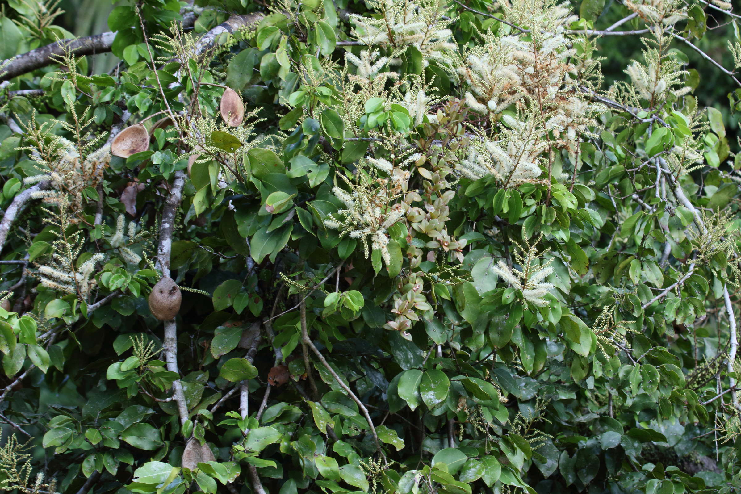 dalbergia_monetaria4bd