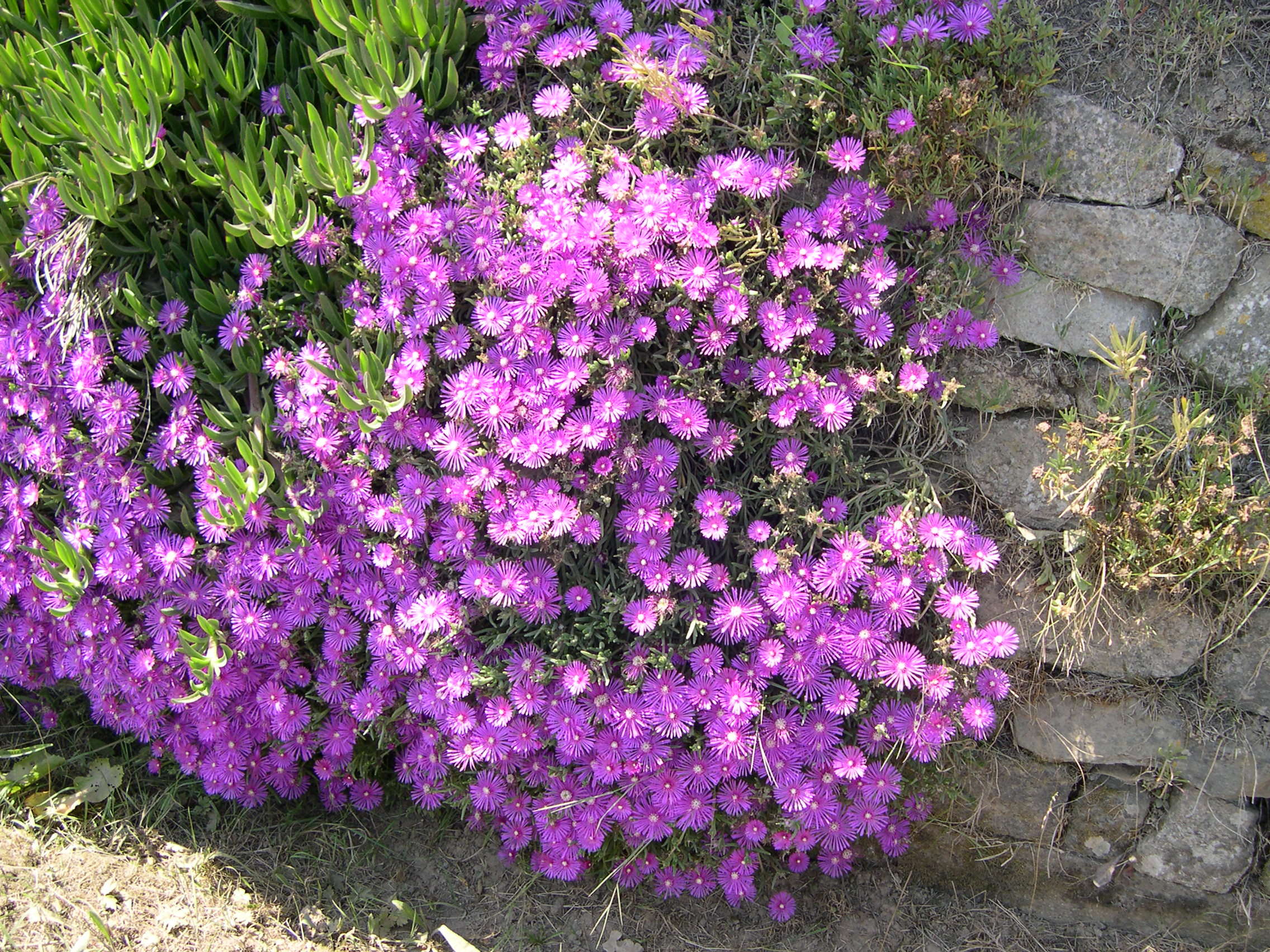 delosperma_cooperi1md