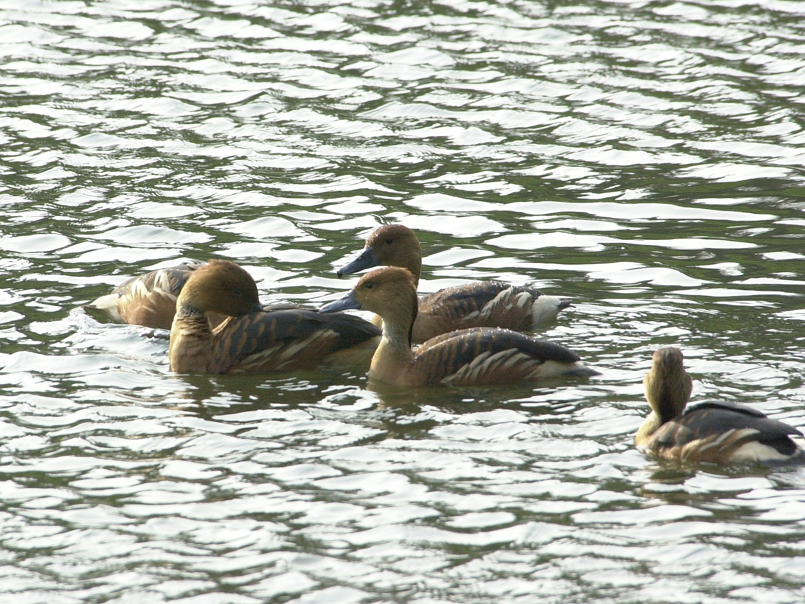 dendrocygne_fauve_-_dendrocygna_bicolor2bd