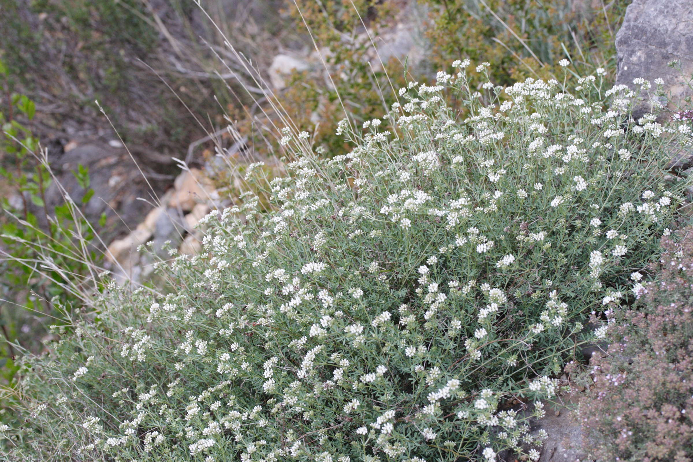 Afficher le média dorycnium_herbaceum1md dorycnium_herbaceum1md