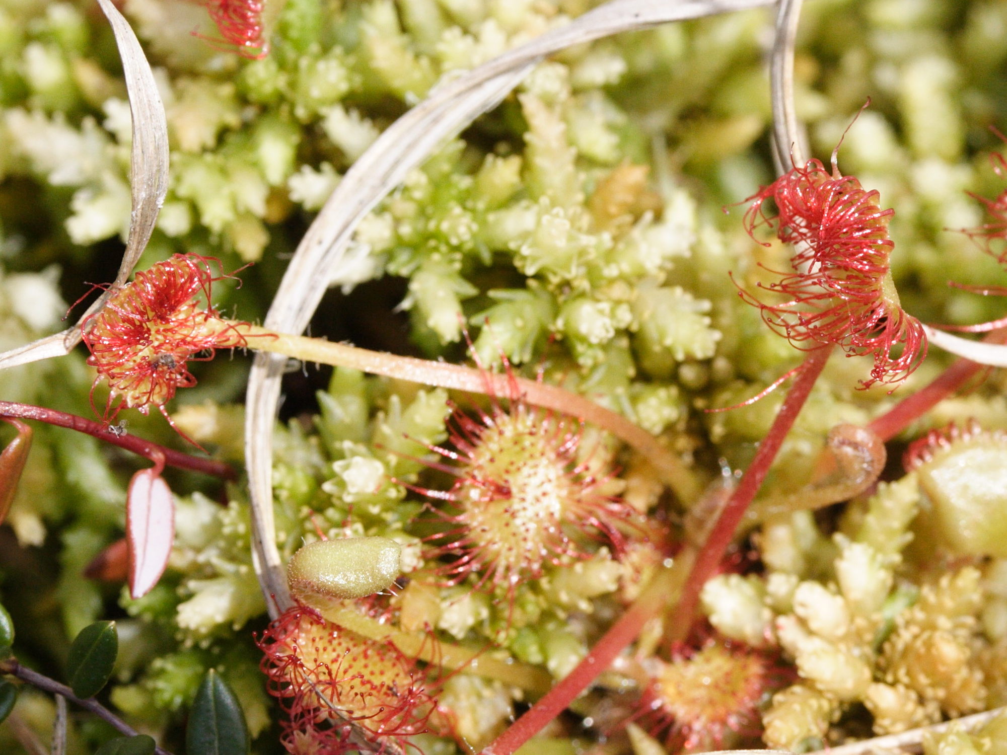 drosera_rotundifolia1md