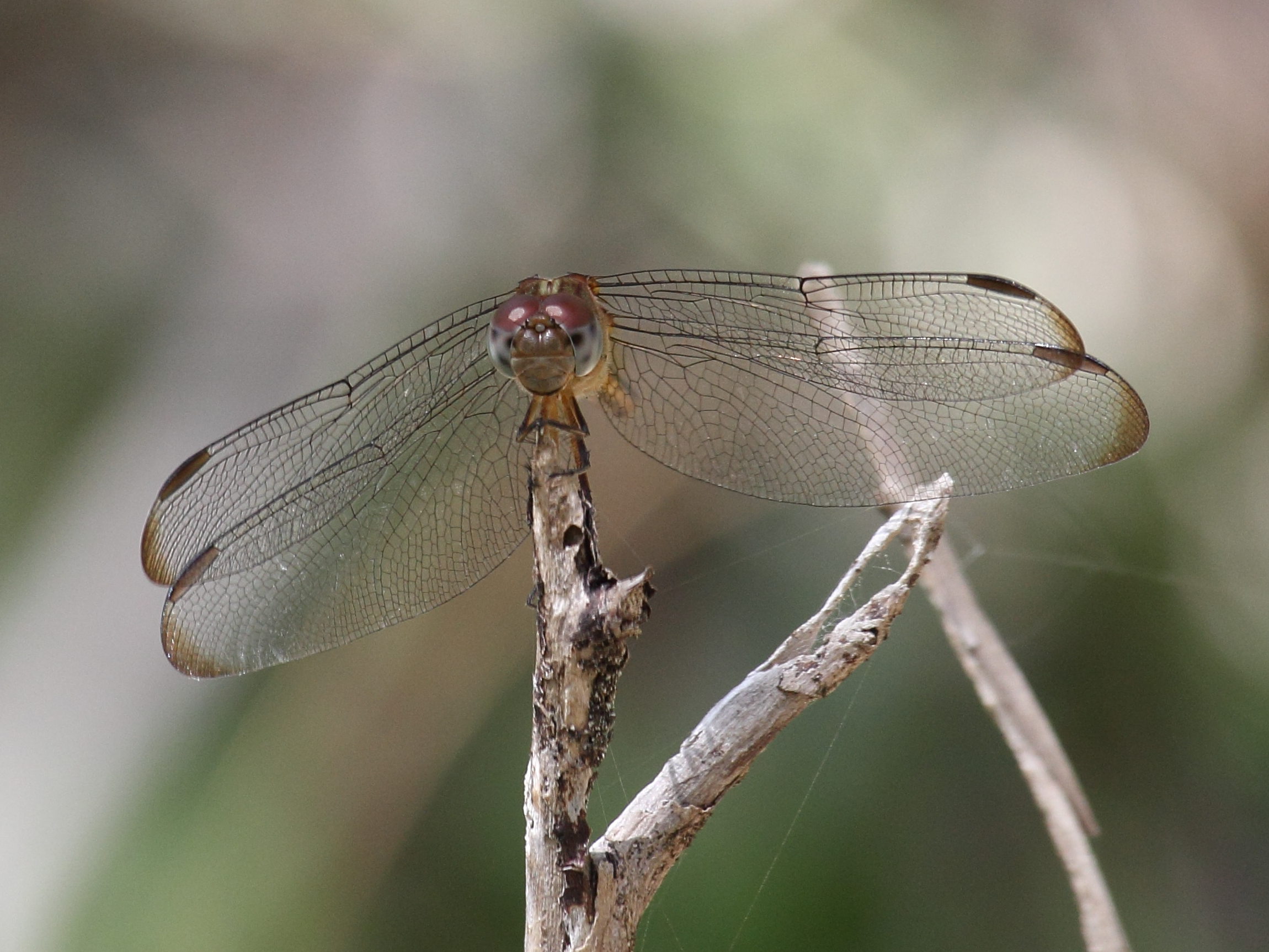 erythrodiplax_umbrata7sd