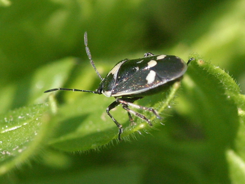 eurydema_oleracea2md