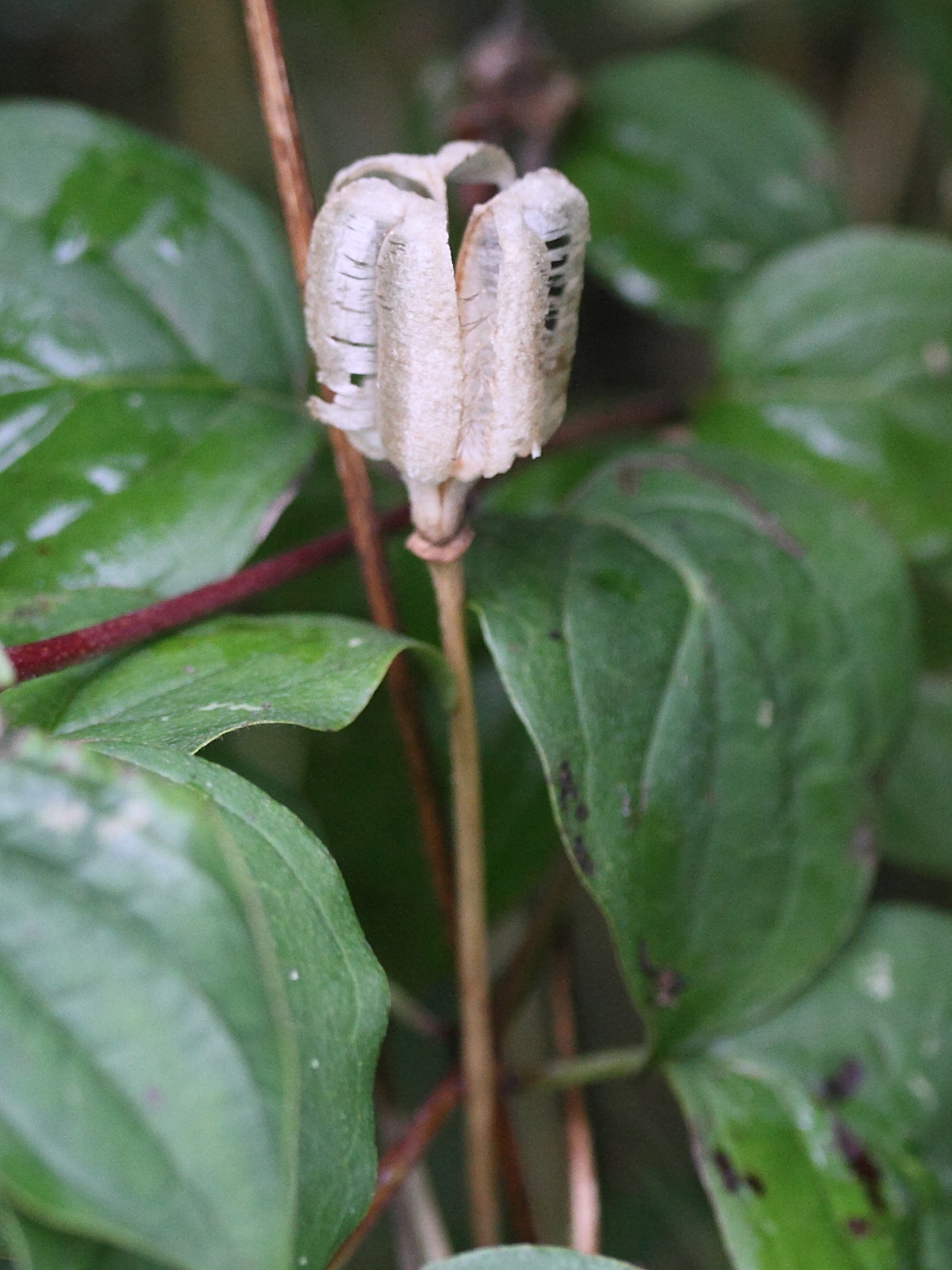 fritillaria_meleagris1md