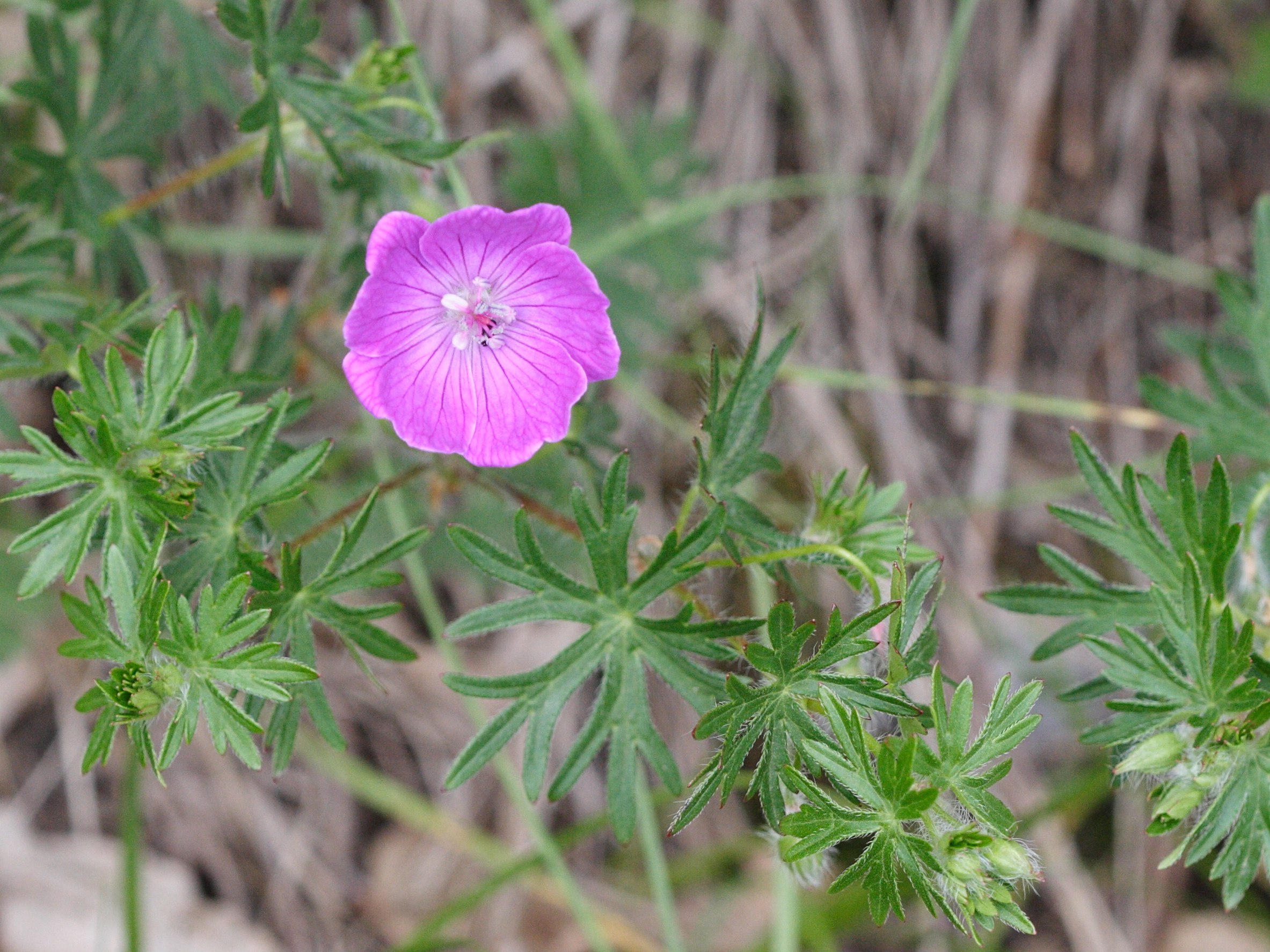 geranium_sanguineum3md
