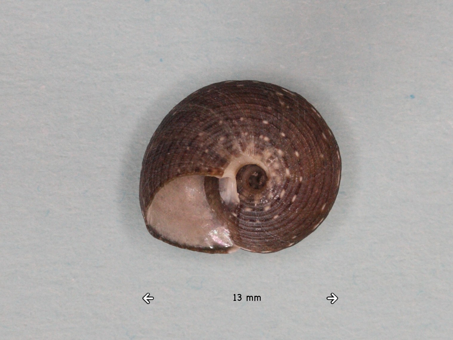 gibbula_umbilicaris2md