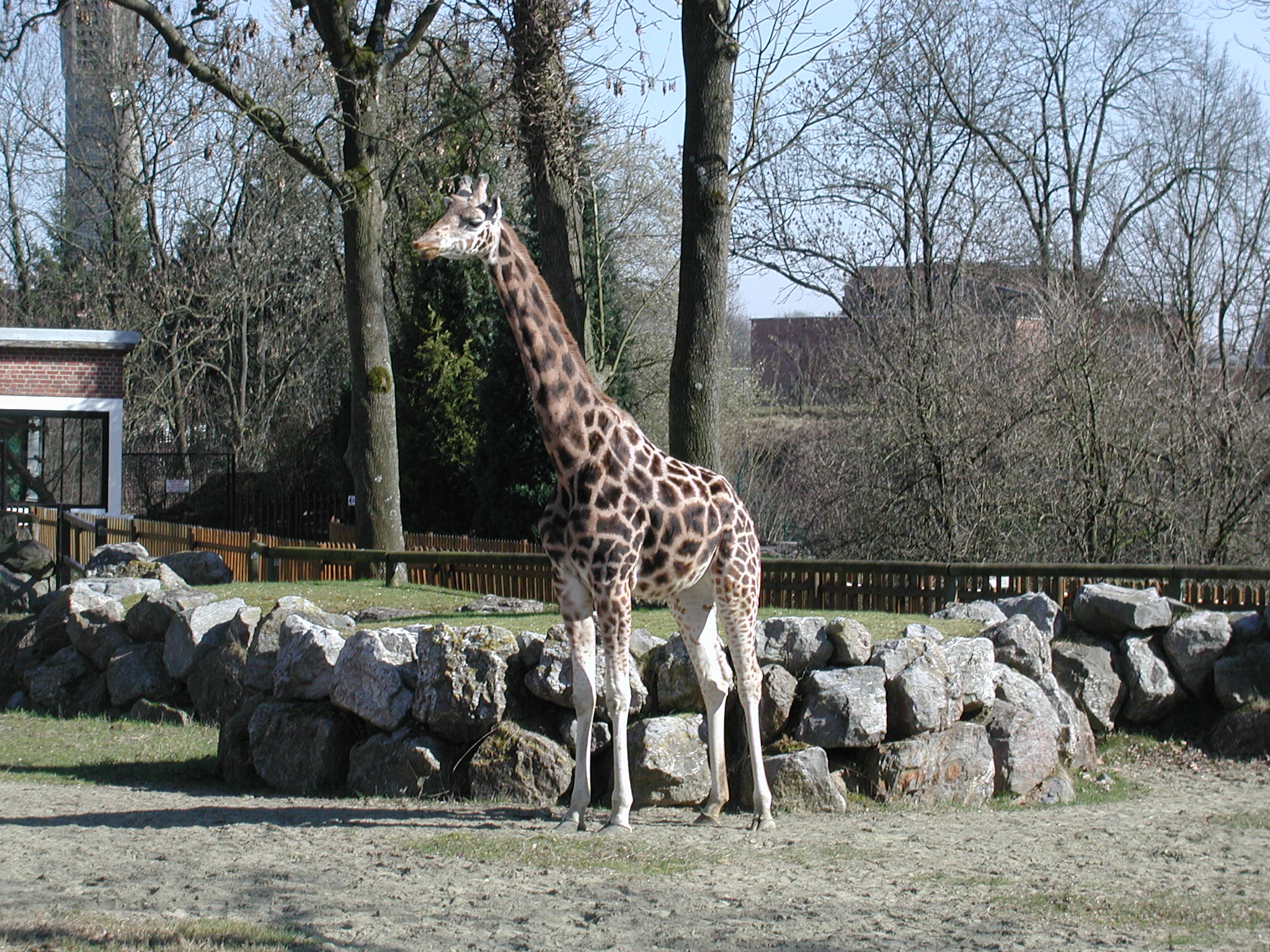 giraffa_camelopardalis_peralta1bd