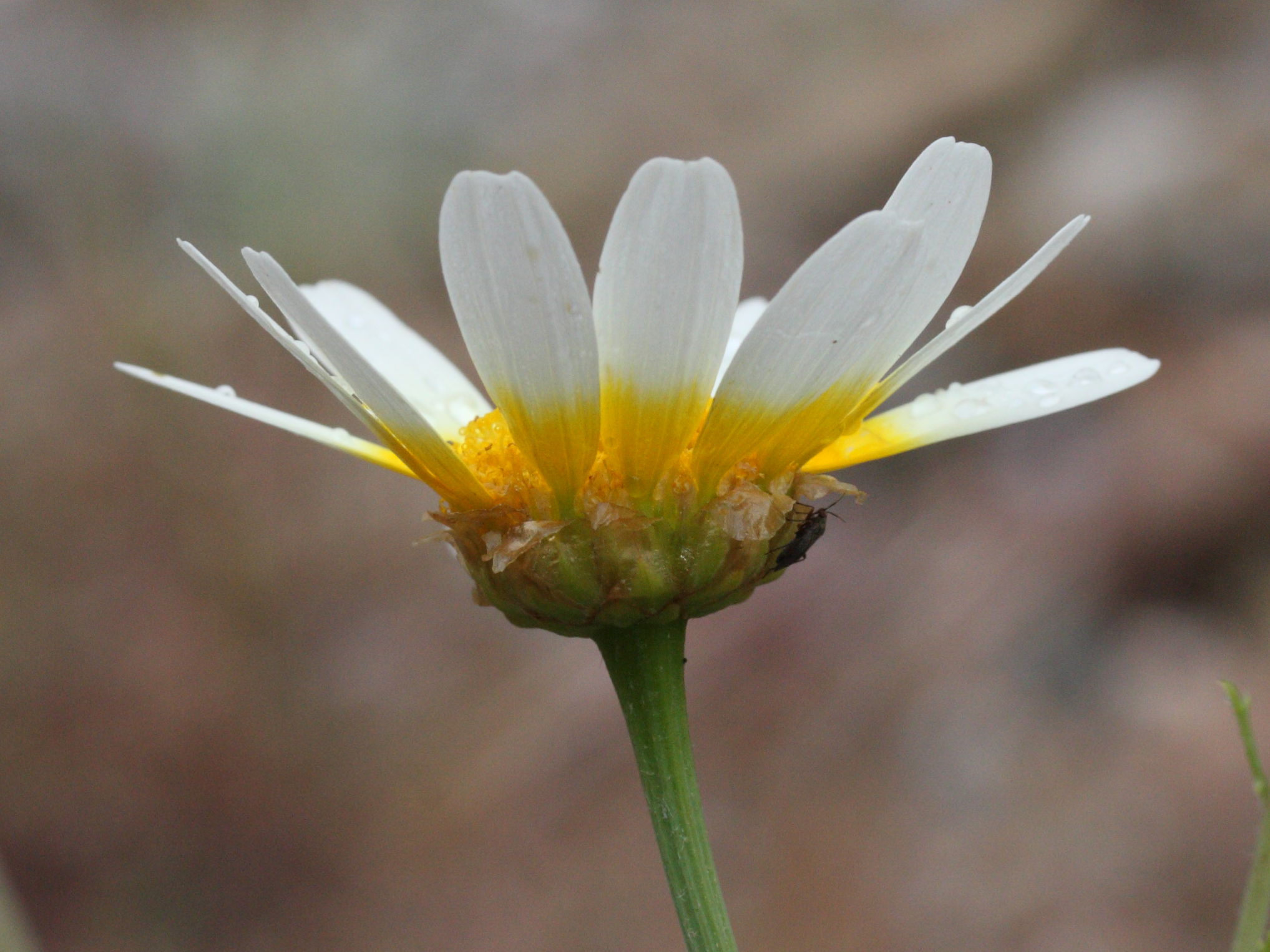glebionis_coronaria3md