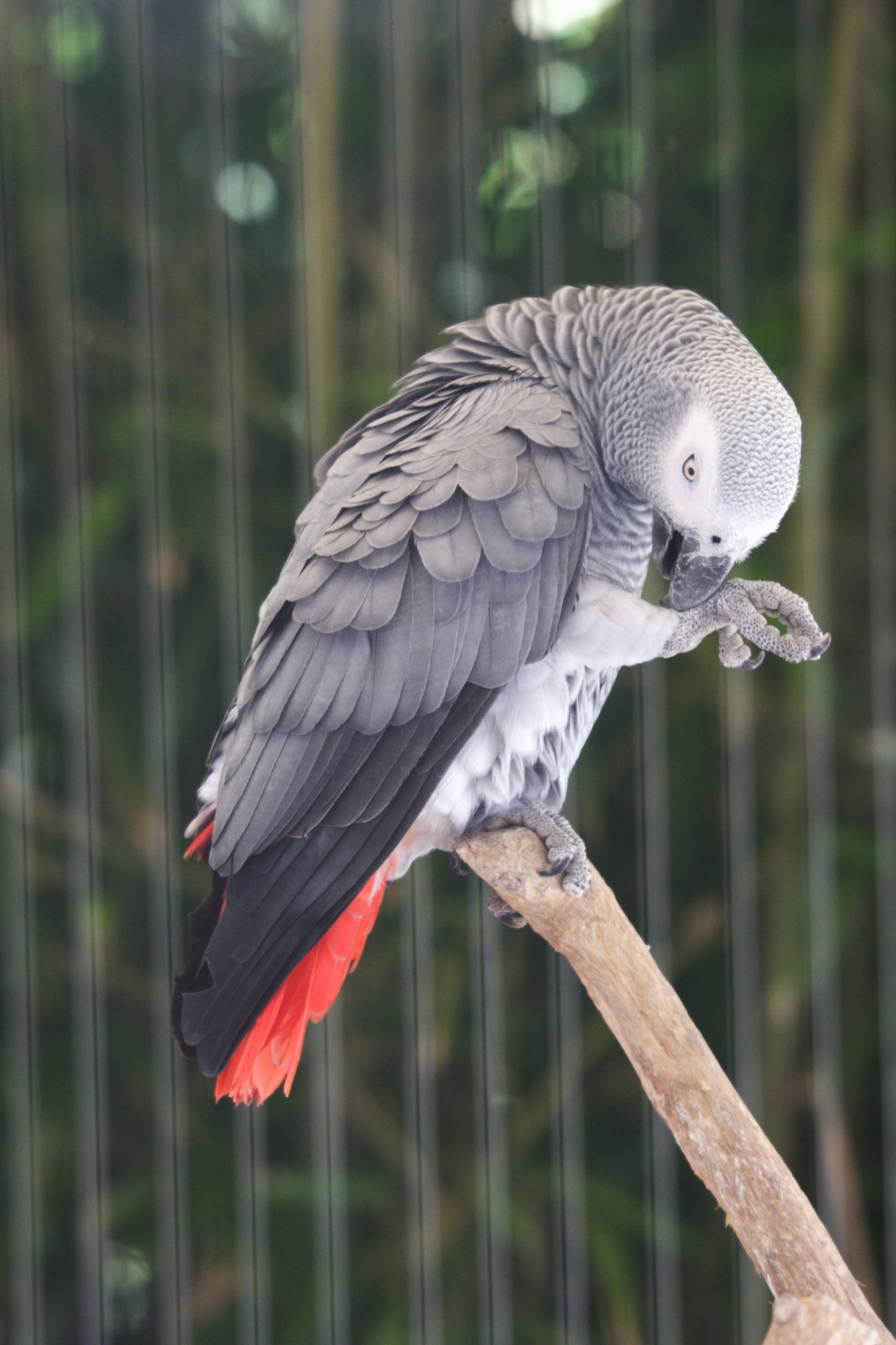 gris_du_gabon_-_psittacus_erithacus3md