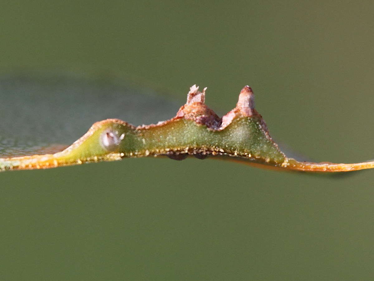 Afficher le média gymnosporangium_sabinae_galle4md gymnosporangium_sabinae_galle4md