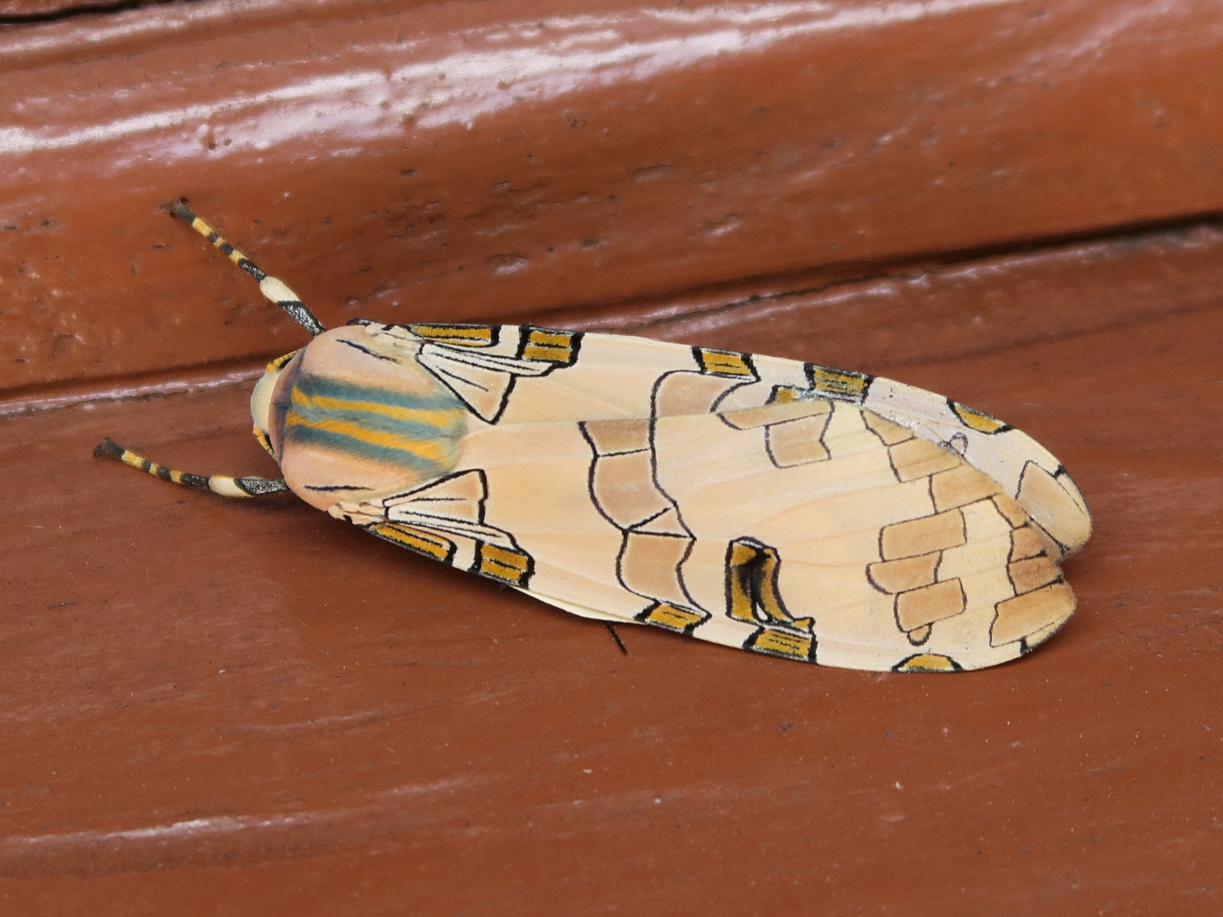 halysidota_orientalis1md