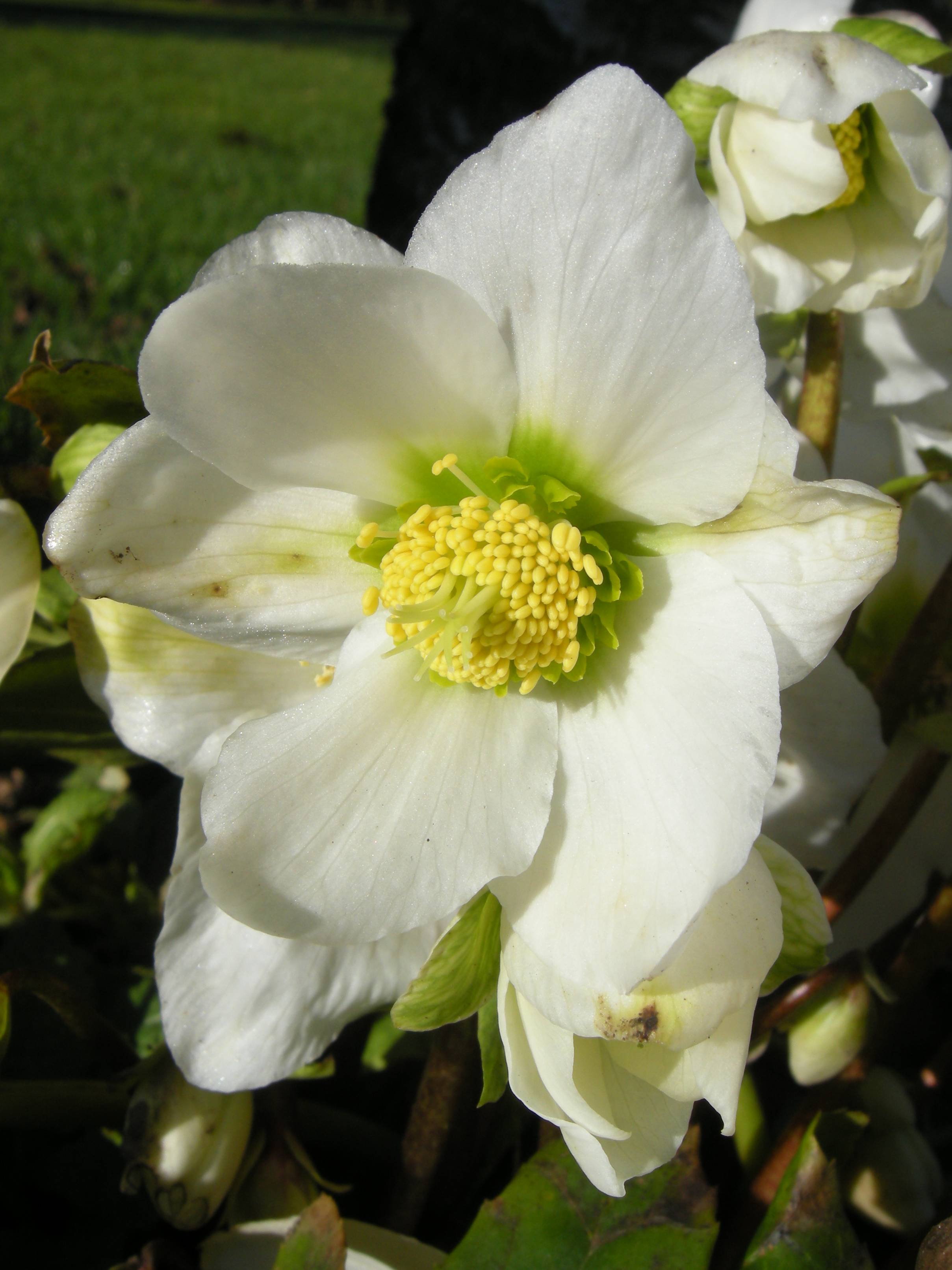 Afficher le média helleborus_niger3amd helleborus_niger3amd