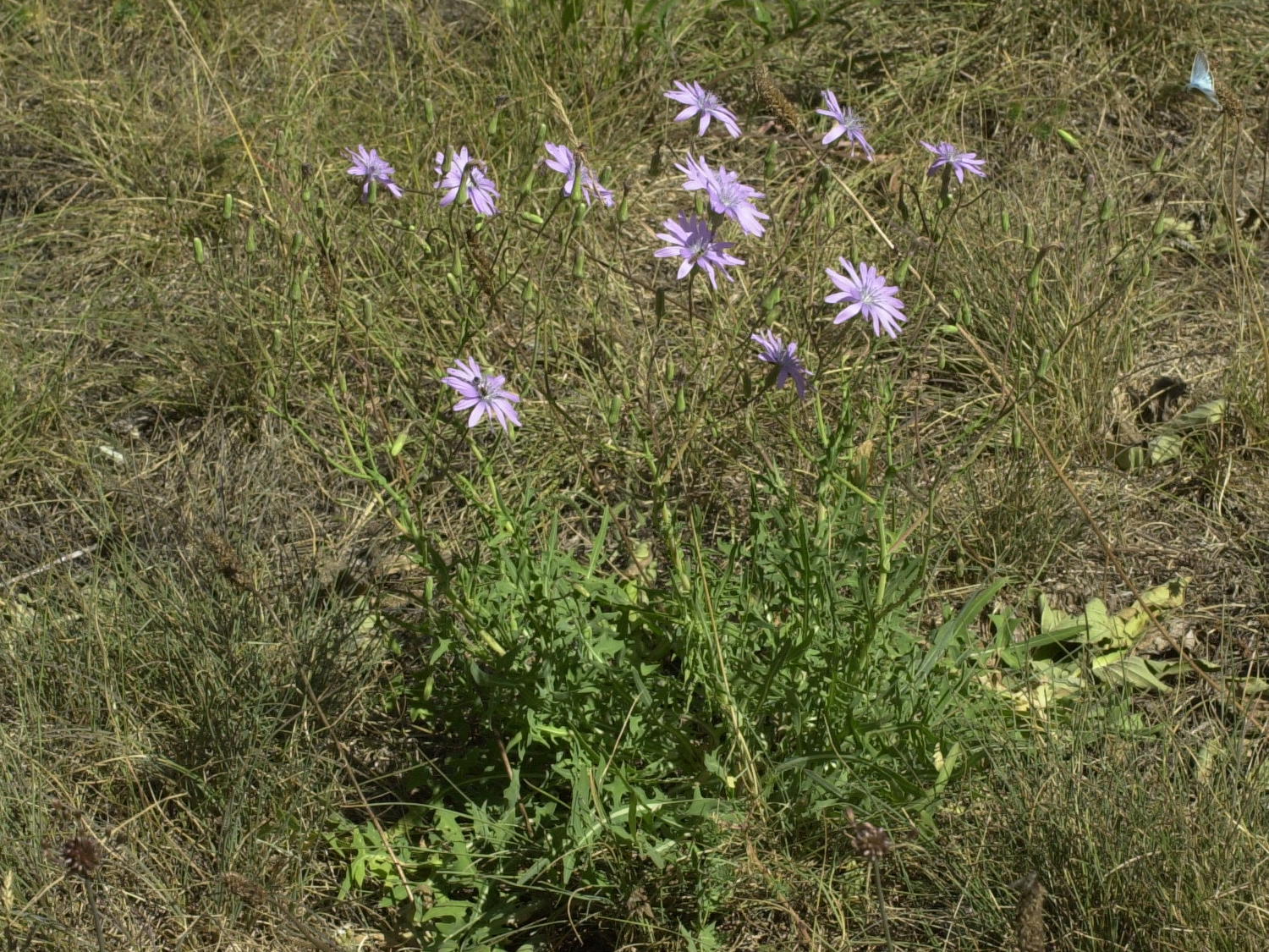 lactuca_perennis1bmd