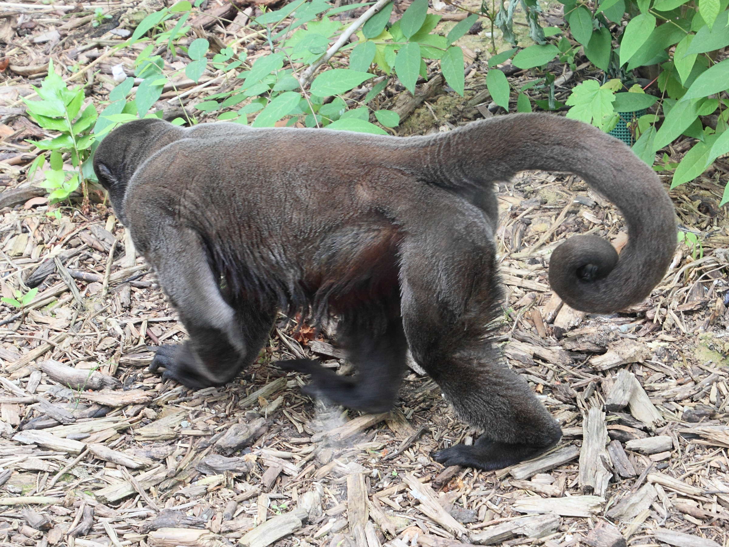 lagothrix_lagotricha2md