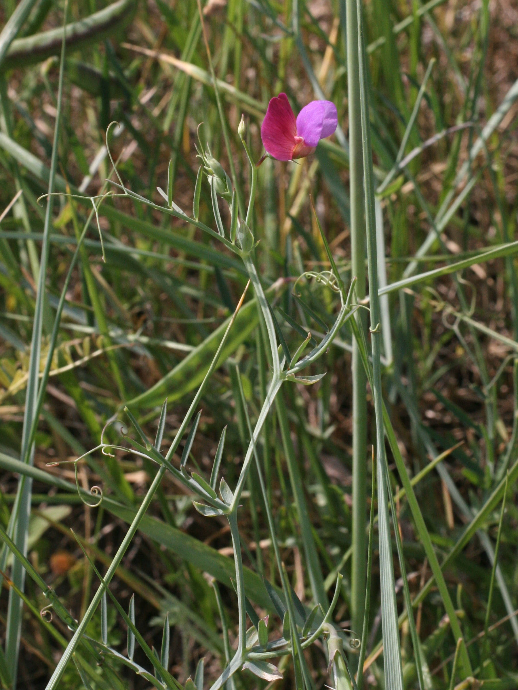 lathyrus_clymenum_articulatus2md