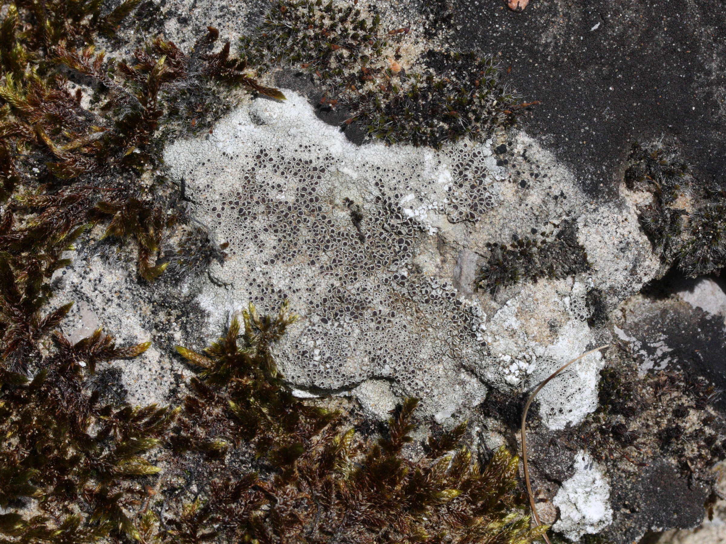 lecanora_campestris1md