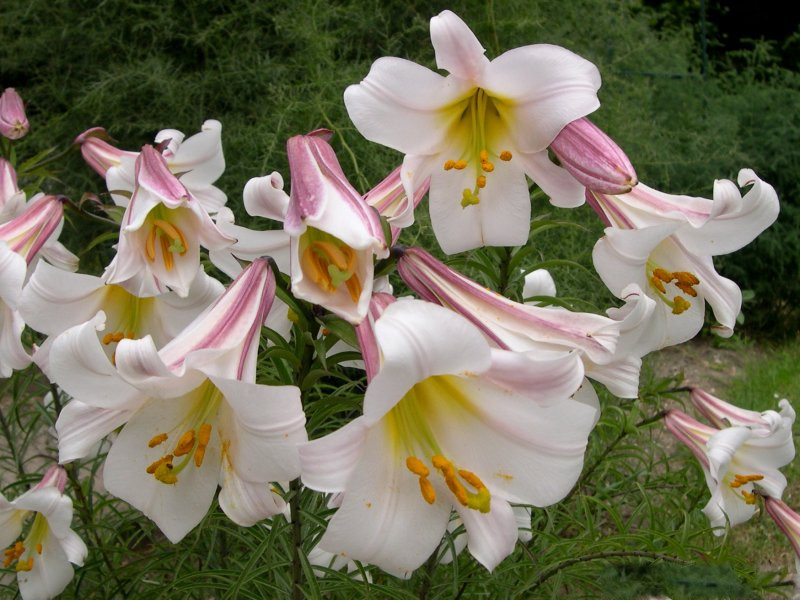 lilium_regale2md