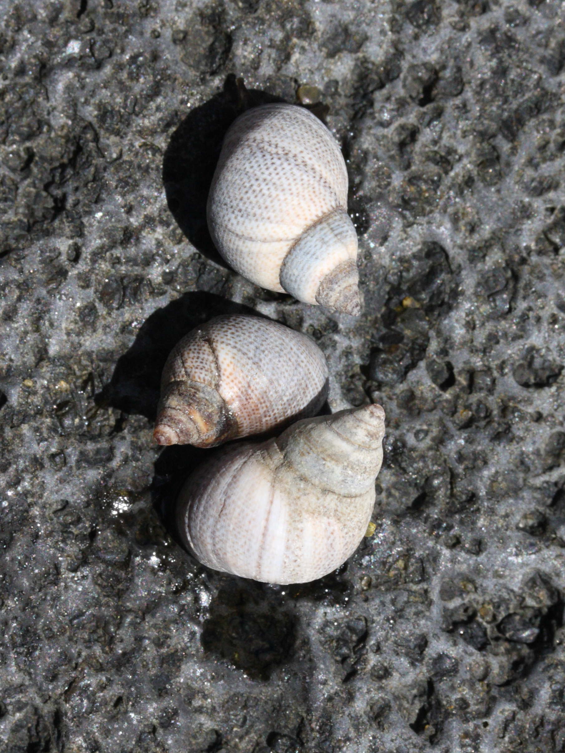 littoraria_pintado1md