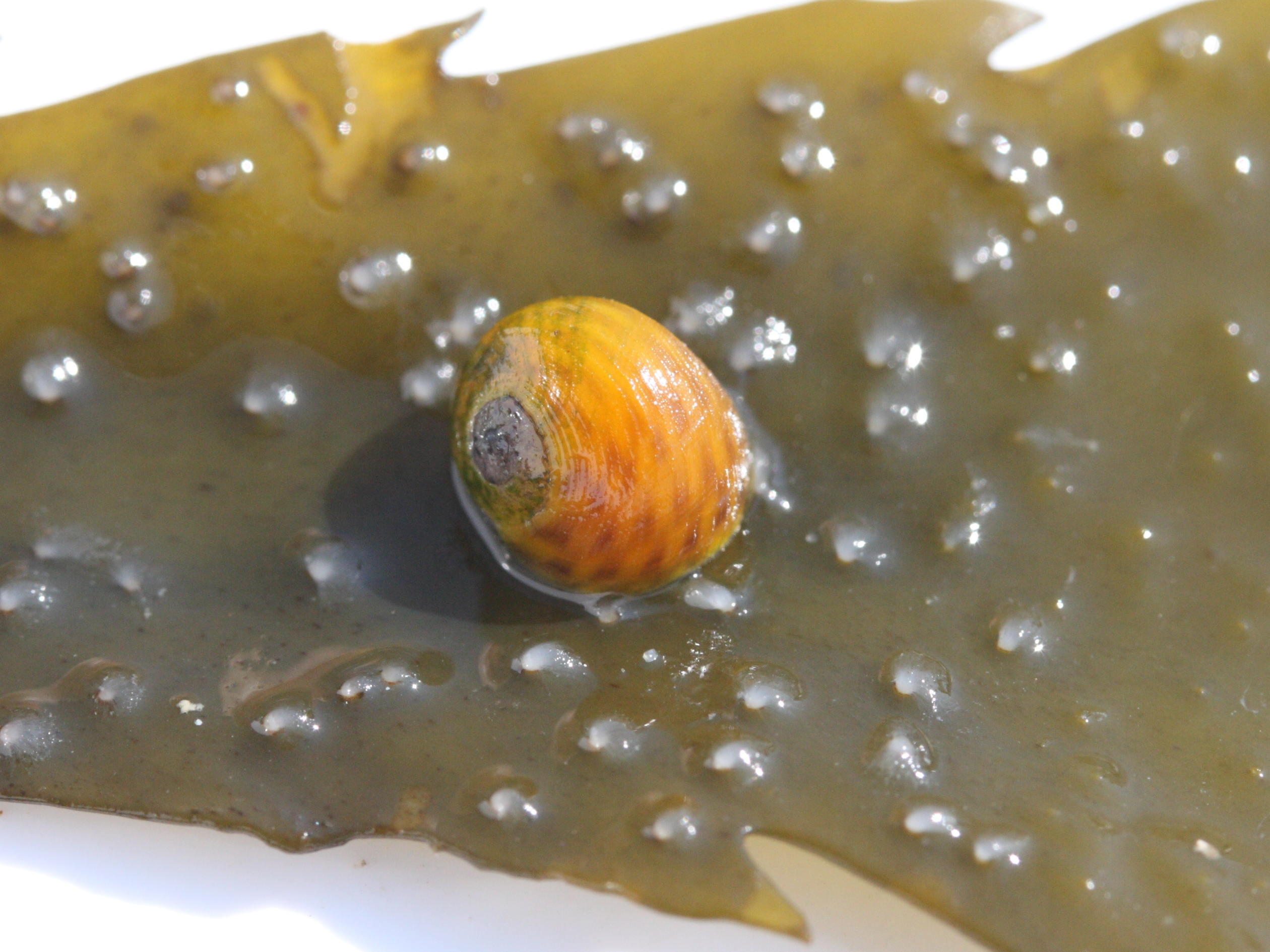 littorina_fabalis2md