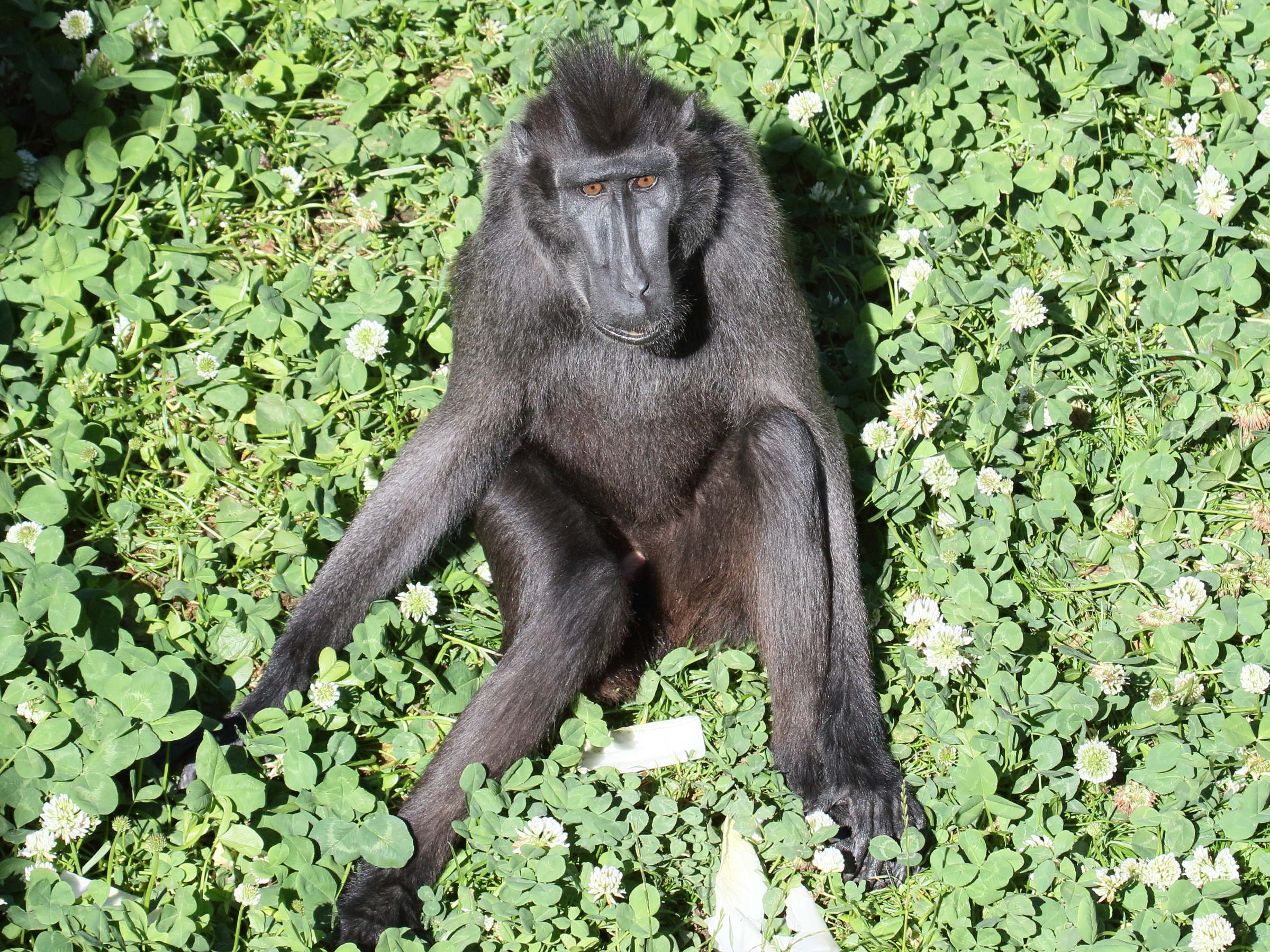 macaca_nigra_nigra2bd