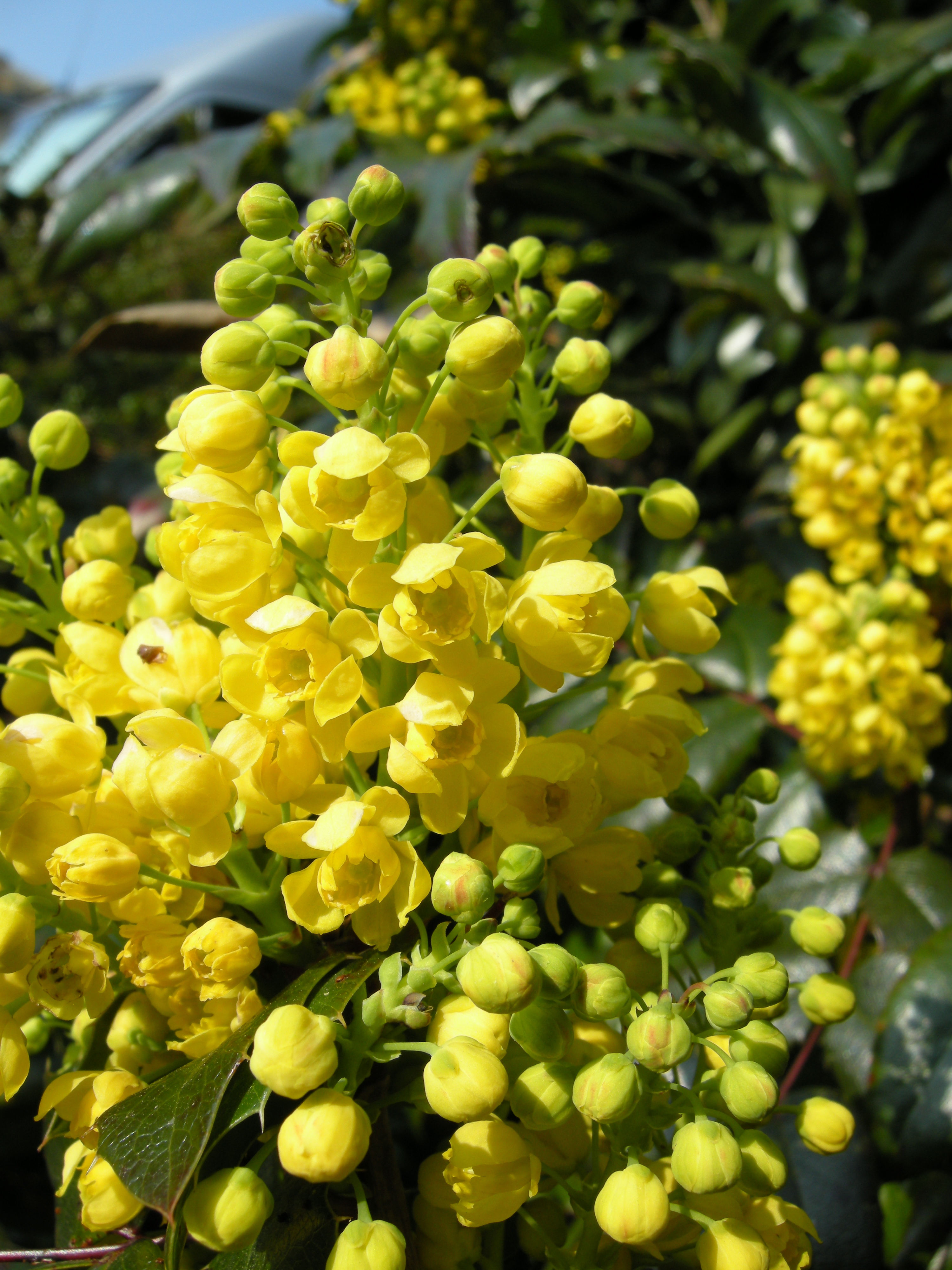 Afficher le média mahonia_aquifolium2md mahonia_aquifolium2md