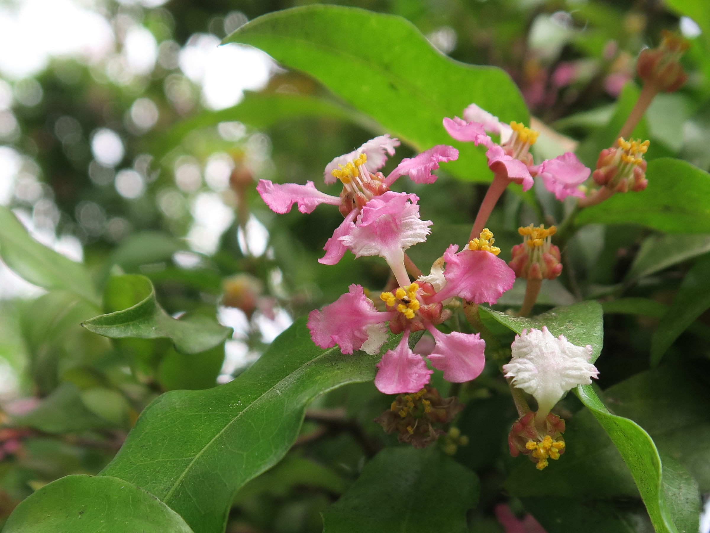 malpighia_emarginata7md