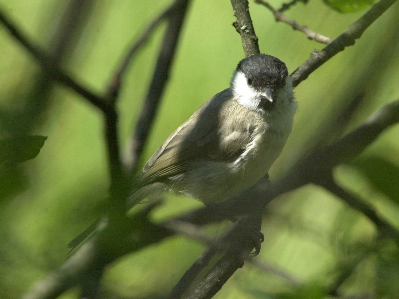 mesange_nonnette_-_poecile_palustris3md