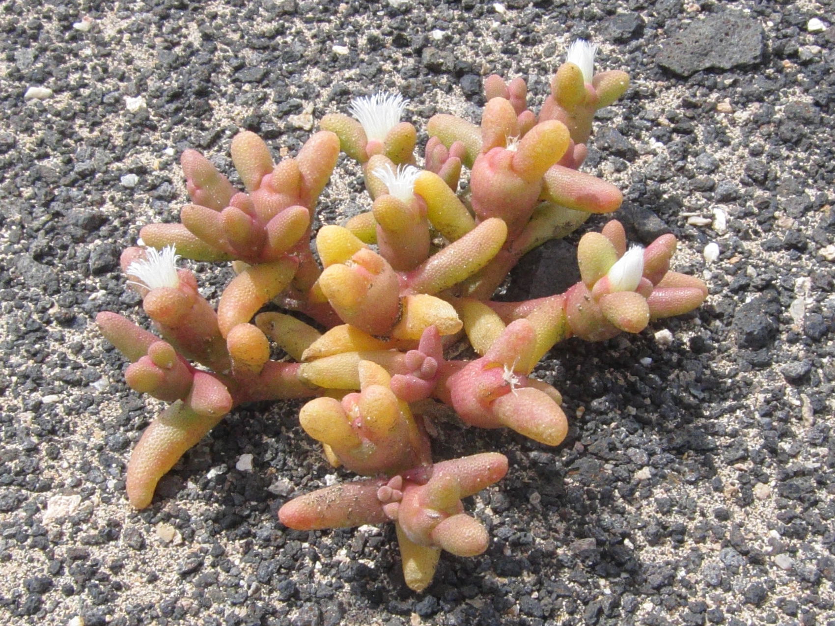 Afficher le média mesembryanthemum_theurkauffii1bd mesembryanthemum_theurkauffii1bd