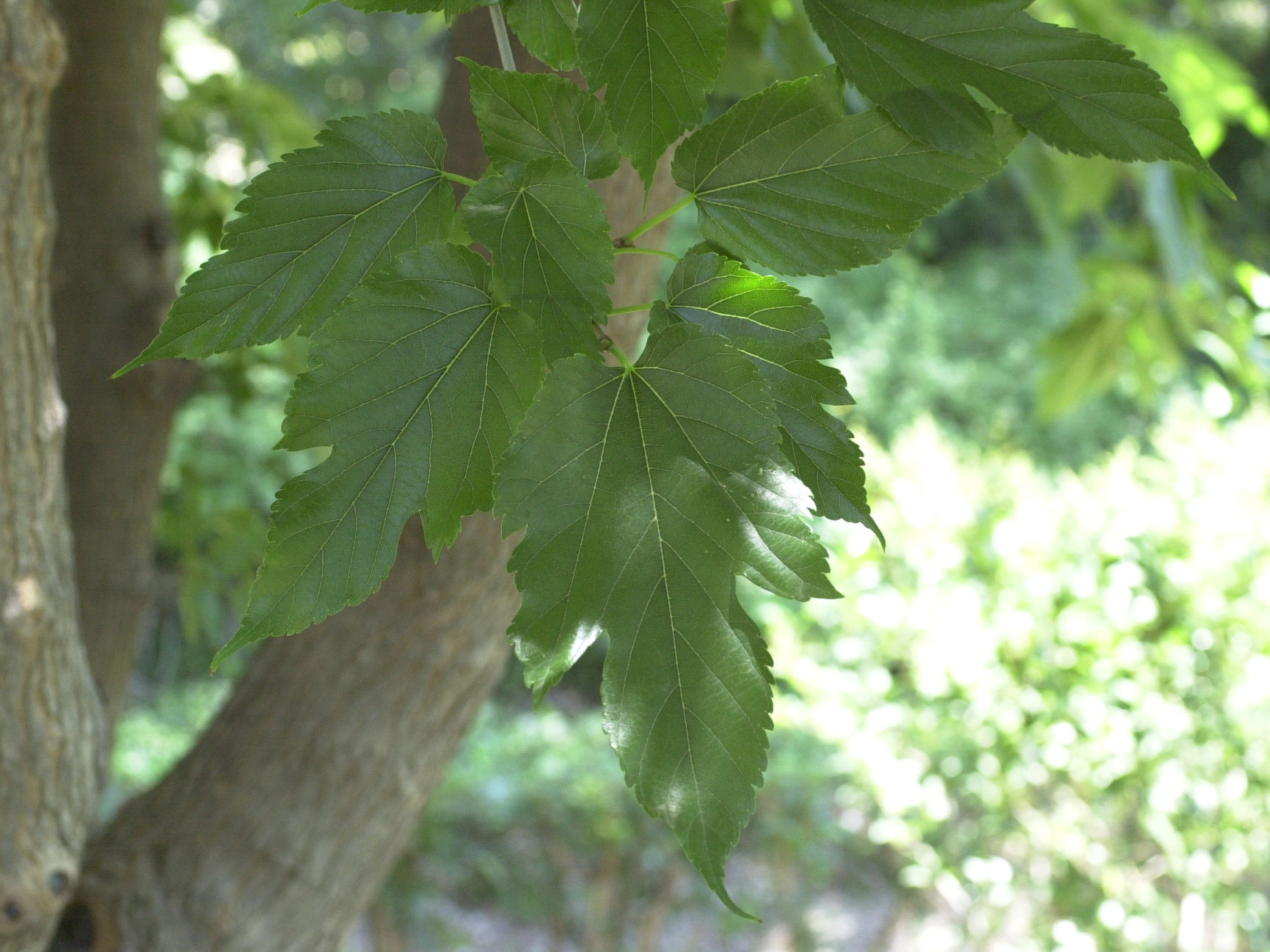 Afficher le média morus_kagayamae1md morus_kagayamae1md