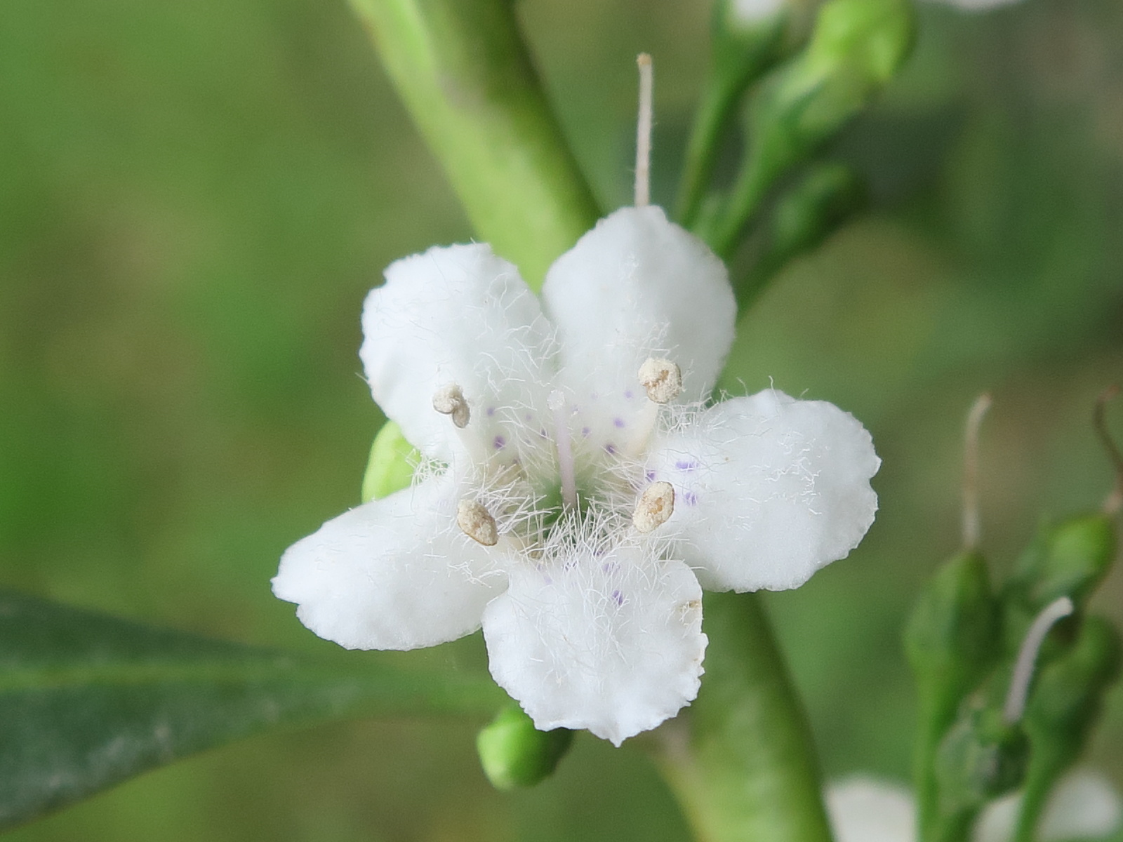 Afficher le média myoporum_laetum5md myoporum_laetum5md